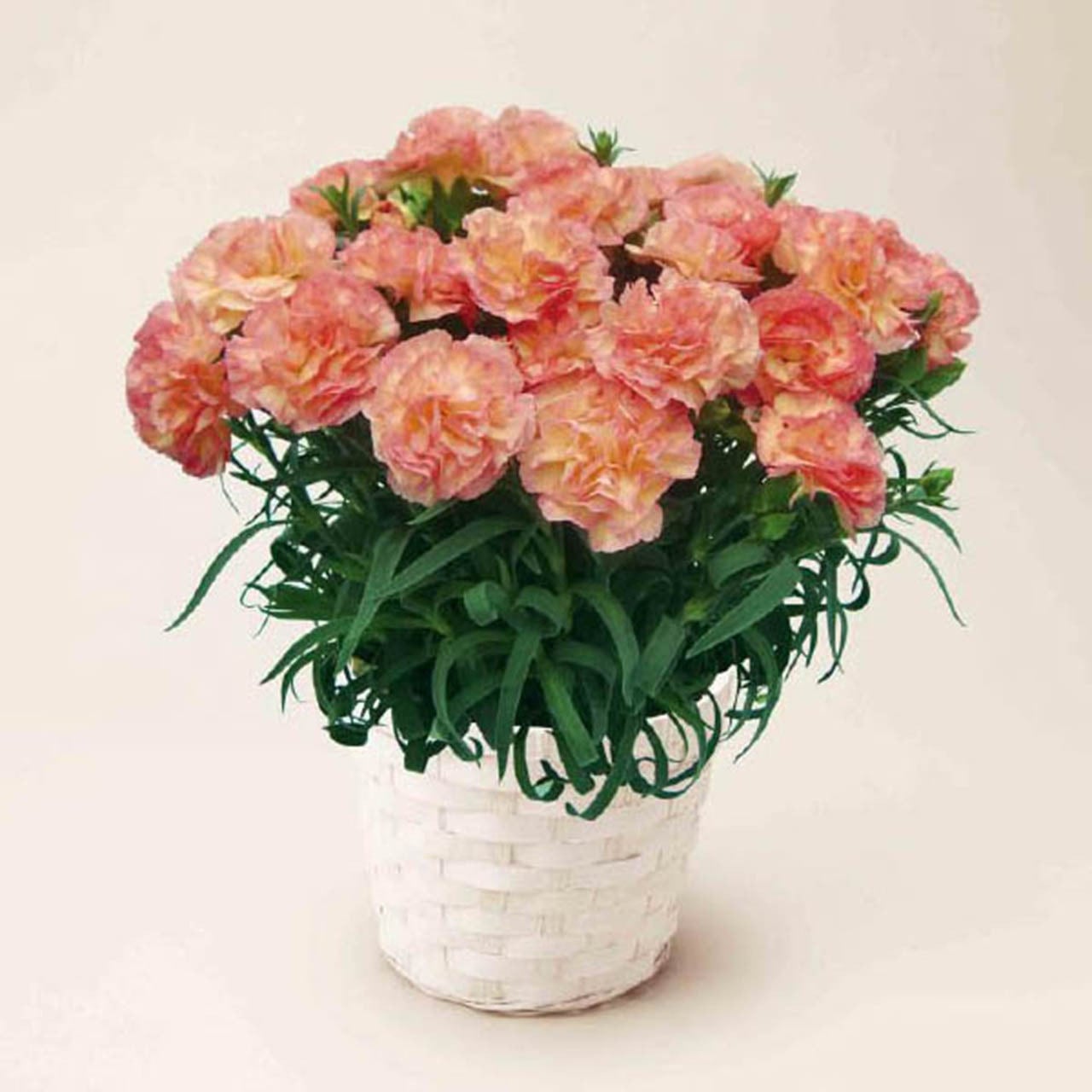 amphibianフミキリインカーネーション（仮）projectsa . net 生花】カーネーション アミコorマリポサ(ライトピンクふちどり