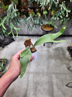 P.willinckii OMG × Ginka Spore【artPLANTs/PLANTS GARAG】ビカクシダ#Platycerium