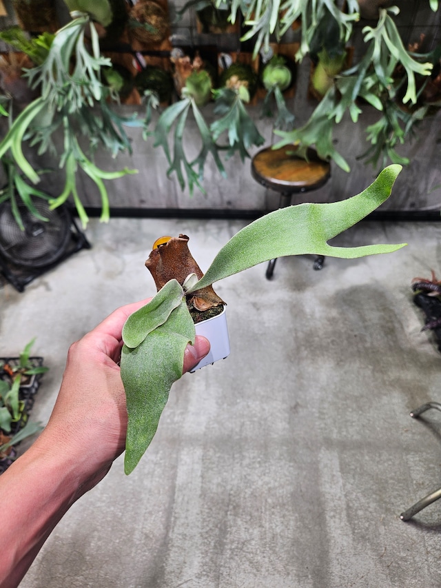 P.willinckii OMG × Ginka Spore【artPLANTs/PLANTS GARAG】ビカクシダ#Platycerium