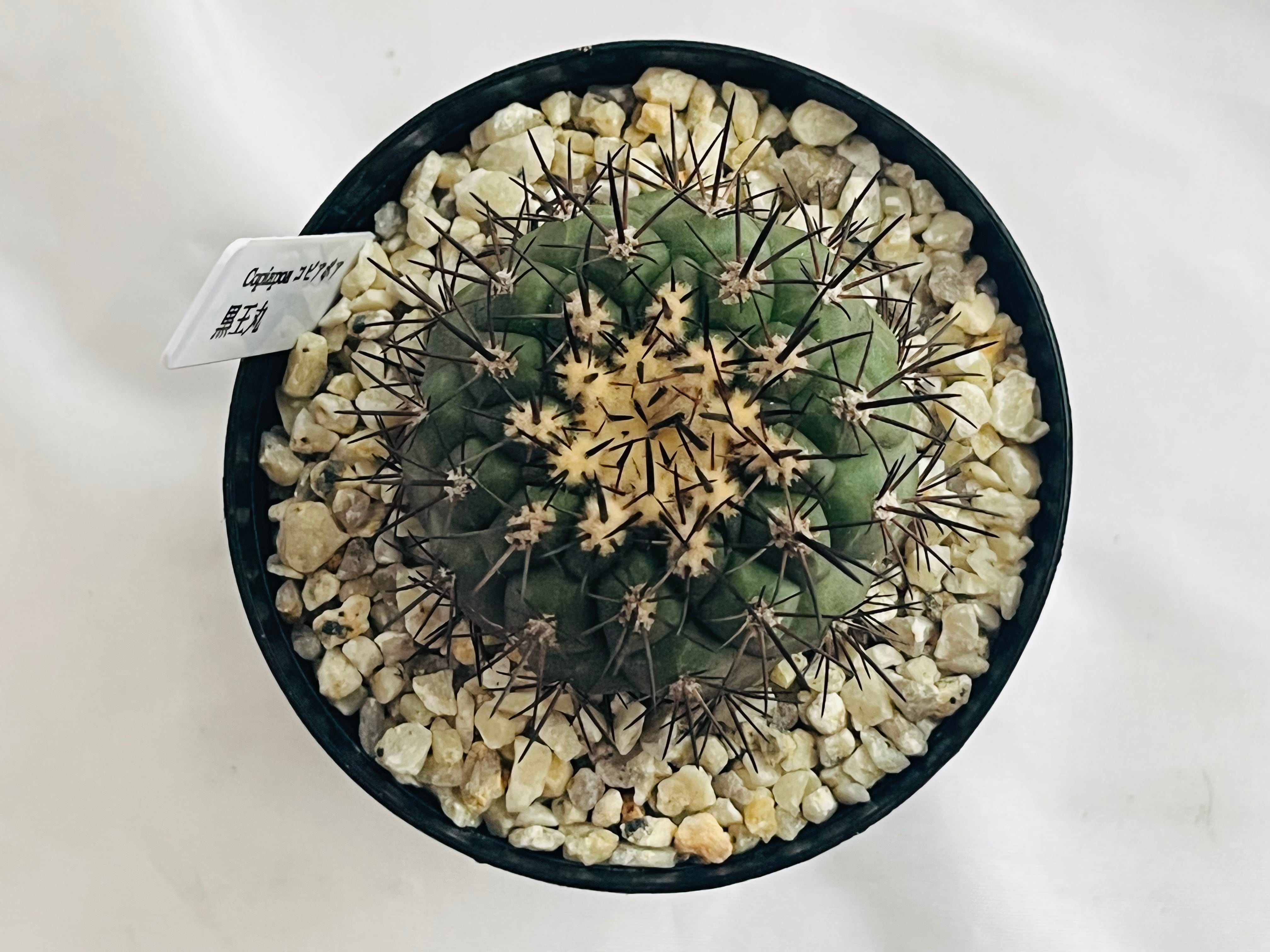 Copiapoa cinerea コピアポア シネレア 黒王丸 サボテン