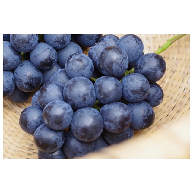 ナガノパープル２～３房（１．０ｋｇ以上）