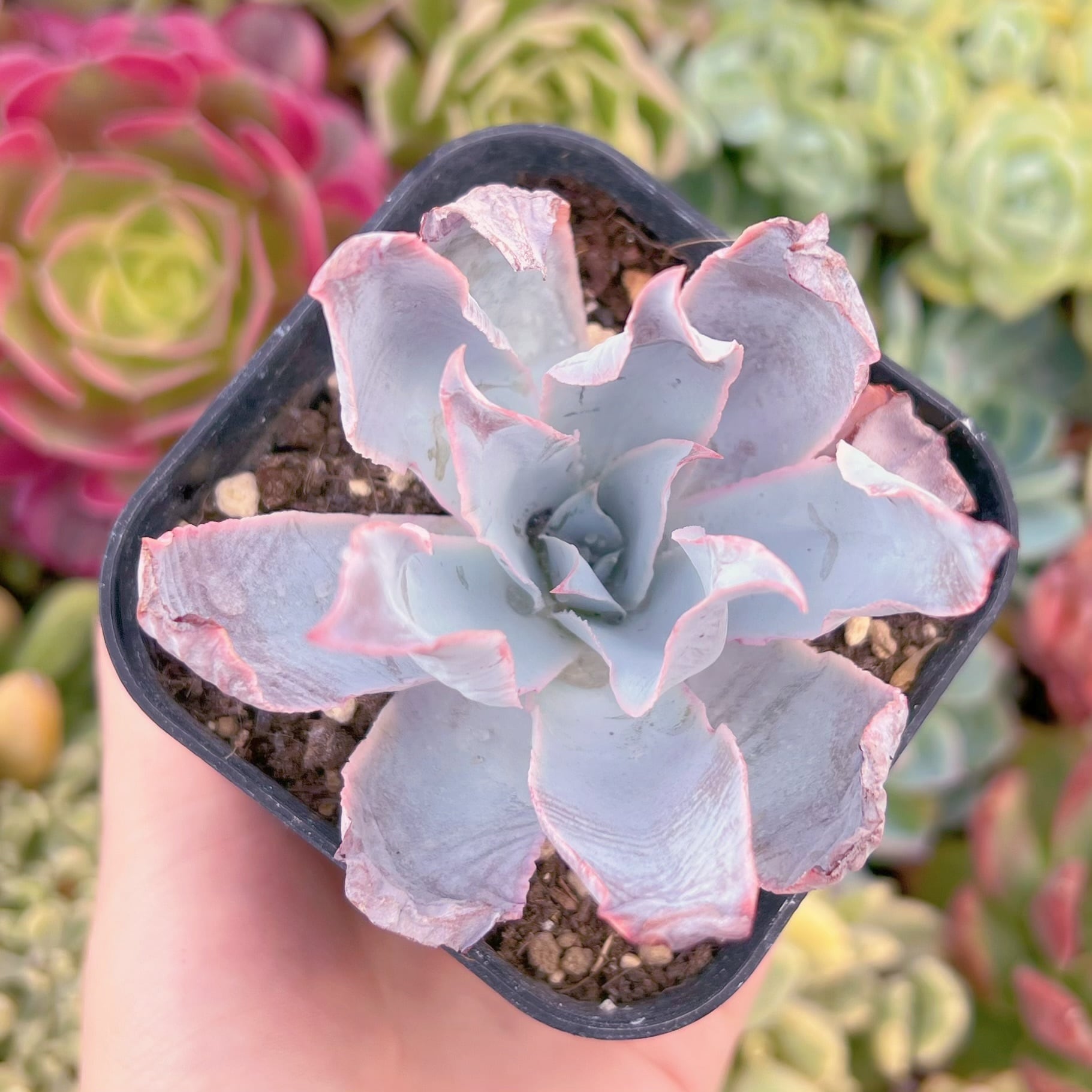 現品　カンテ#2192　るる農園