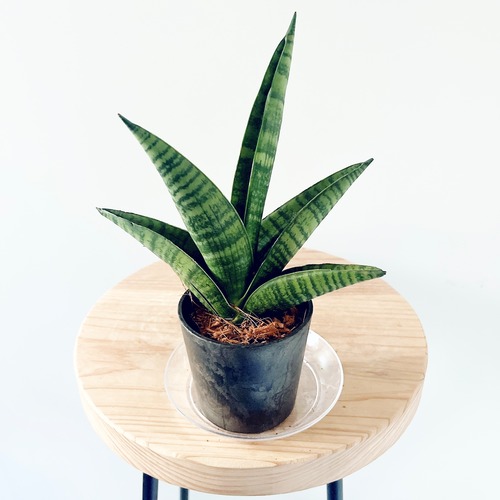 《人気》サンスベリア インディ Sサイズ 観葉植物 calm cafe