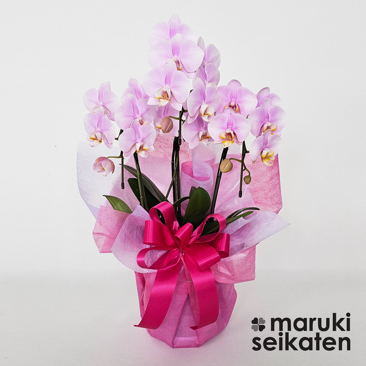 常滑市内配達限定！】ミニ胡蝶蘭ピンク | マルキ生花店