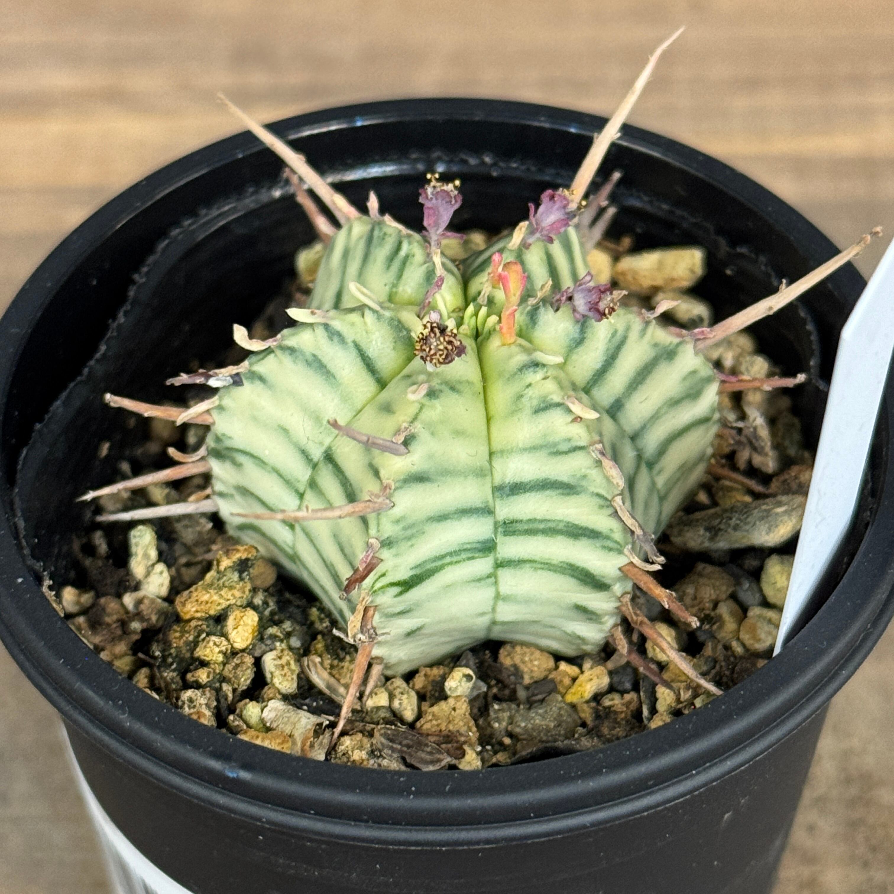 ユーフォルビア メロフォルミス錦【374】 | PROTOLEAF プロトリーフ