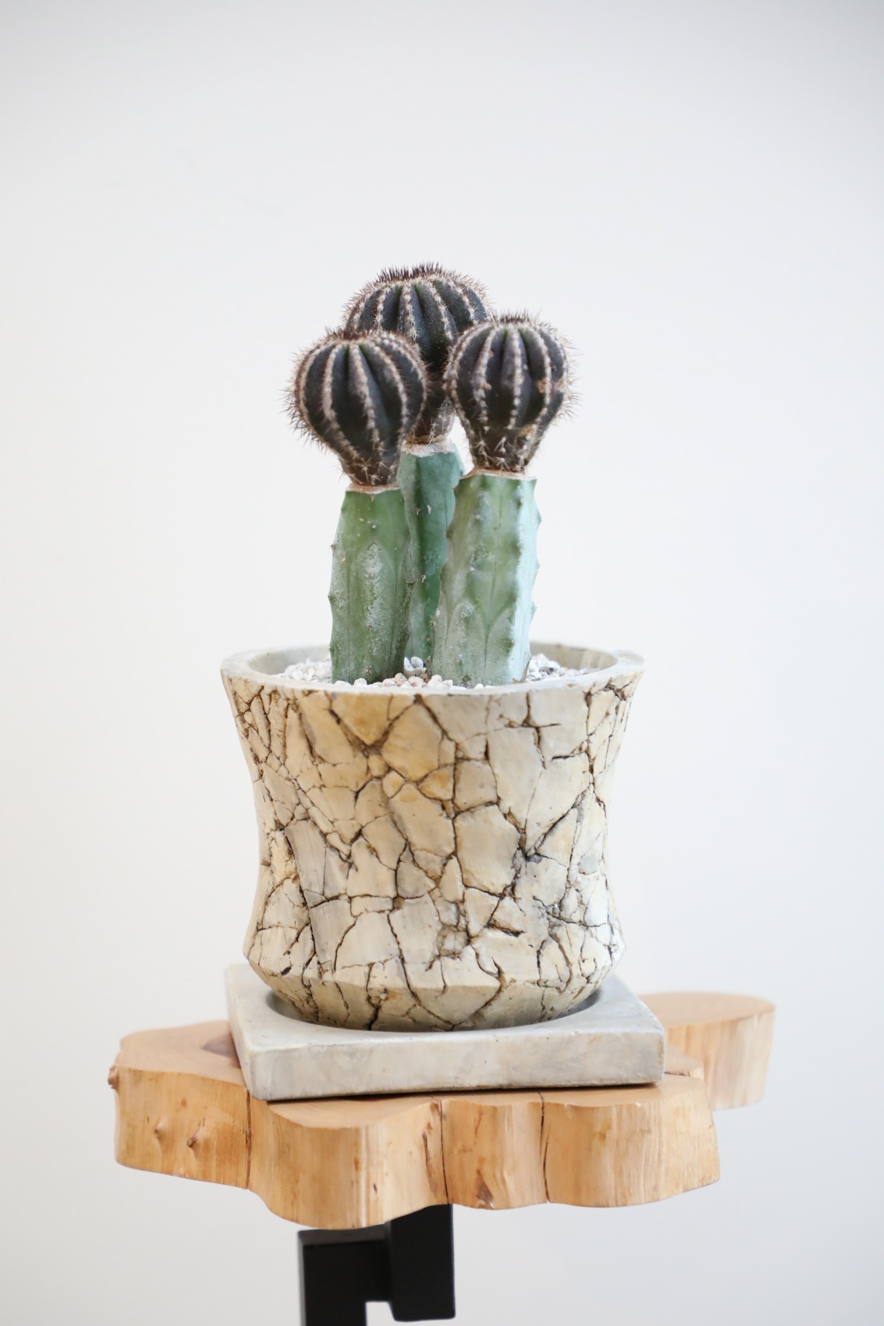 【S】ペクチニフェラ 接ぎ木/Uebelmannia pectinifera　※陶器鉢付き