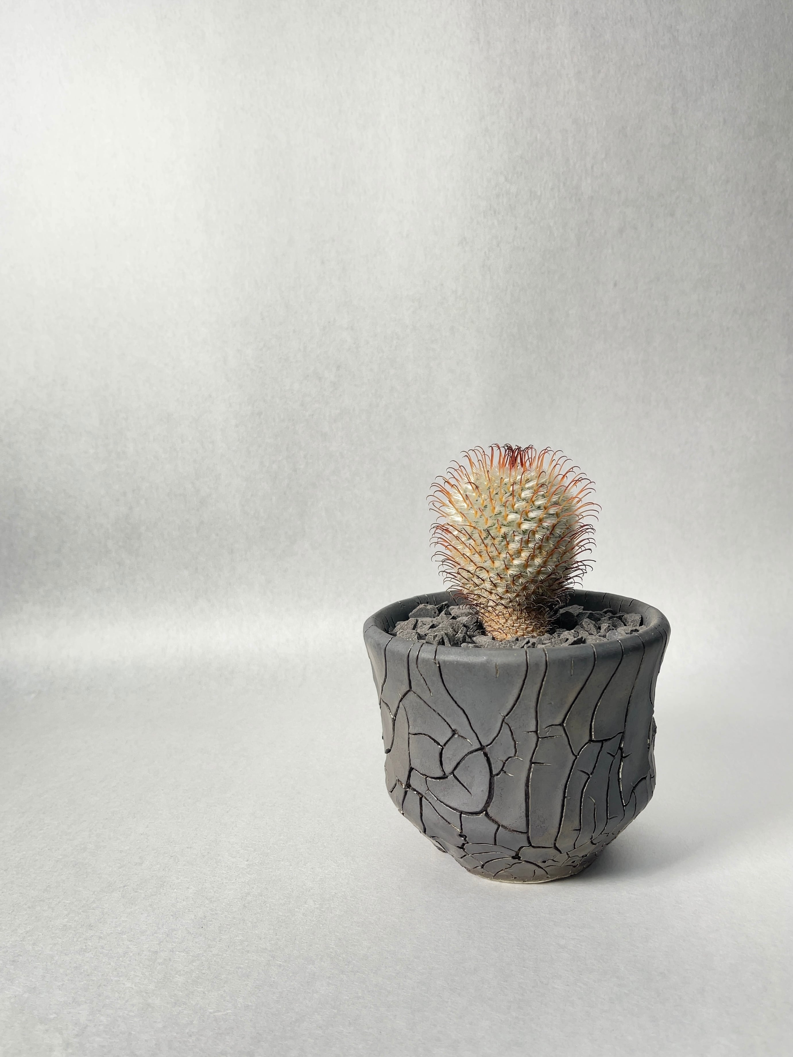 マミラリア・ペレスデラロサエ | trigger