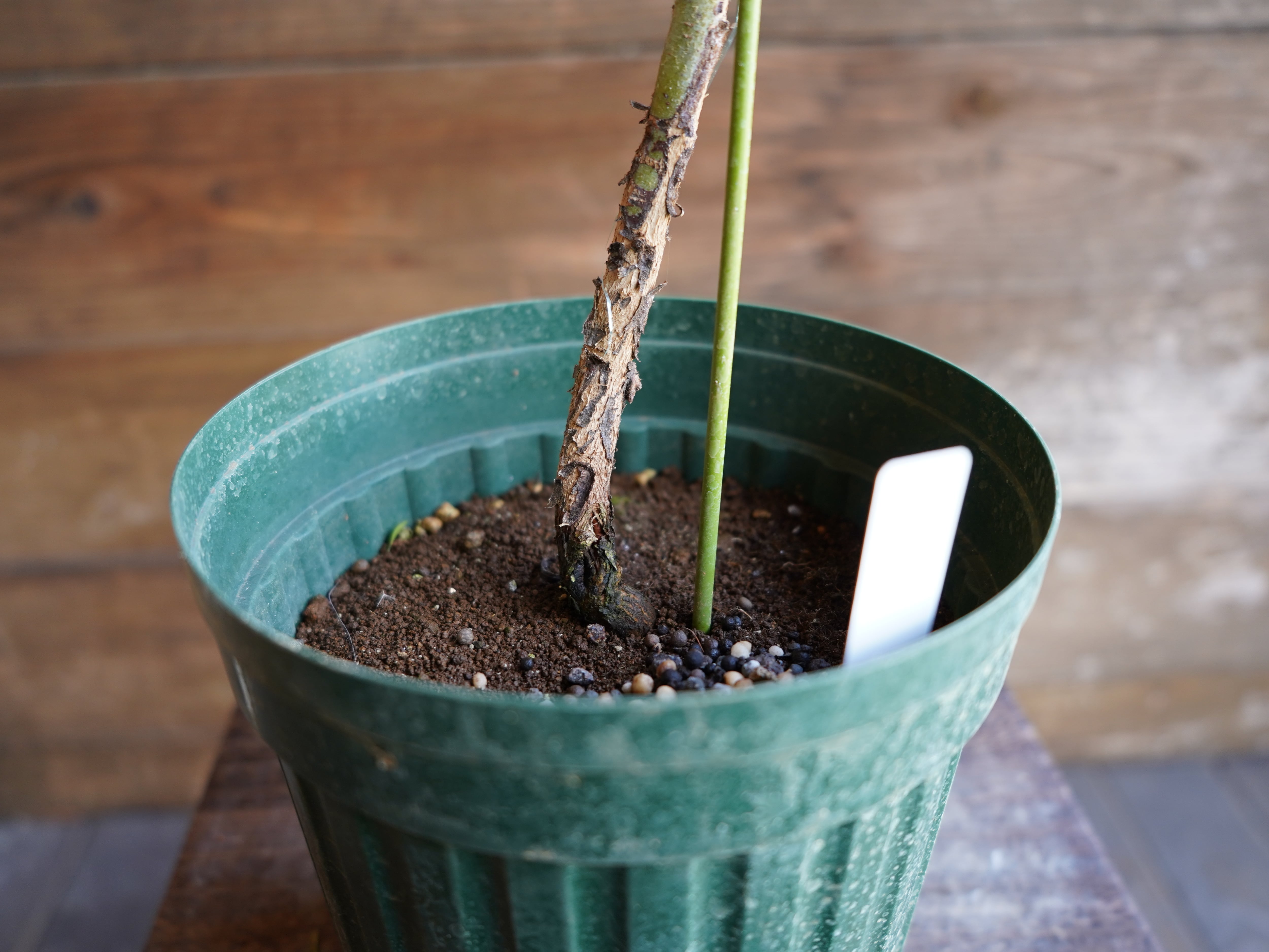 【現物】ユーカリ　”プレウロカルパ”　C