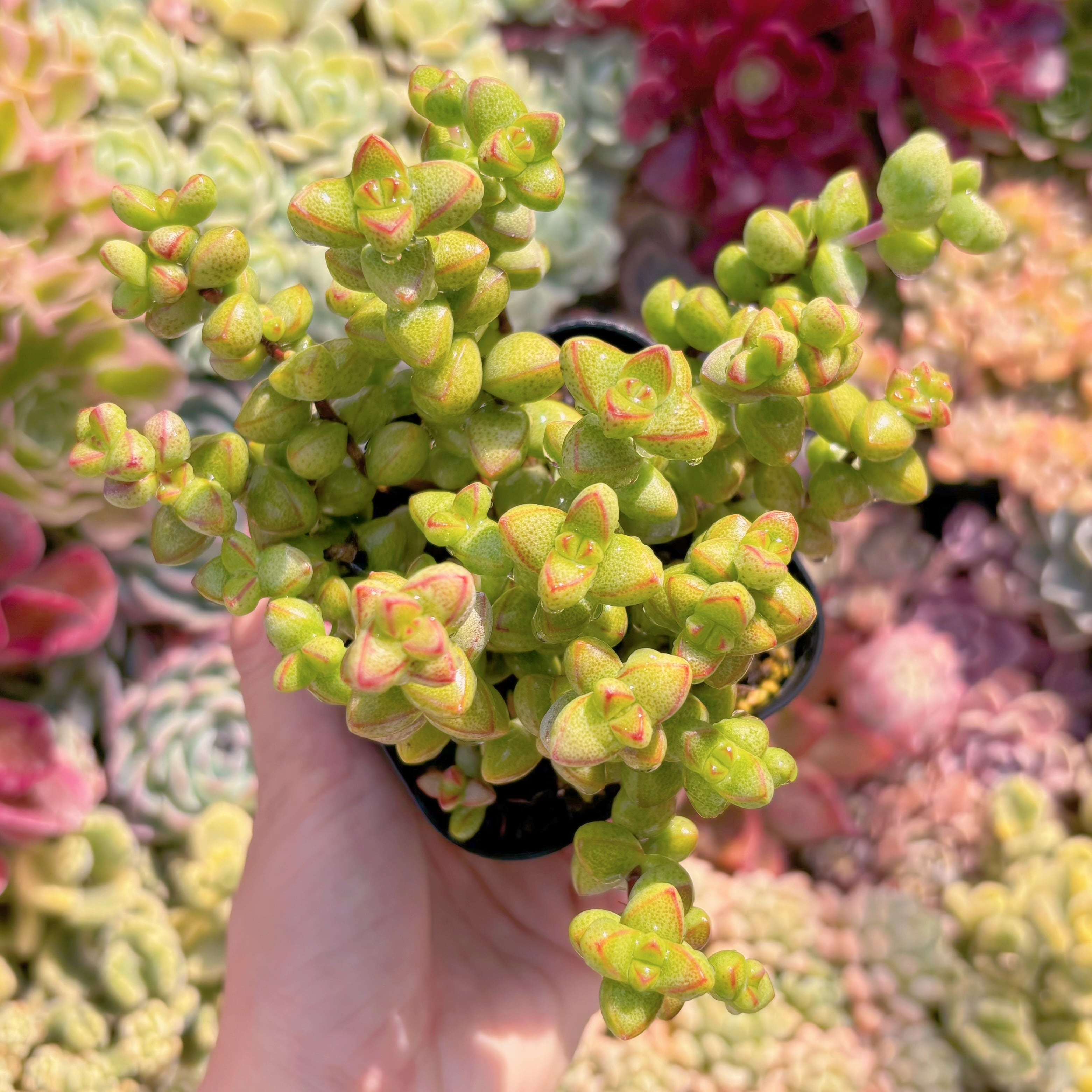 現品　ラブハート#C25　るる農園