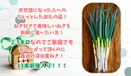 深谷蜜ねぎ2,5キロ
