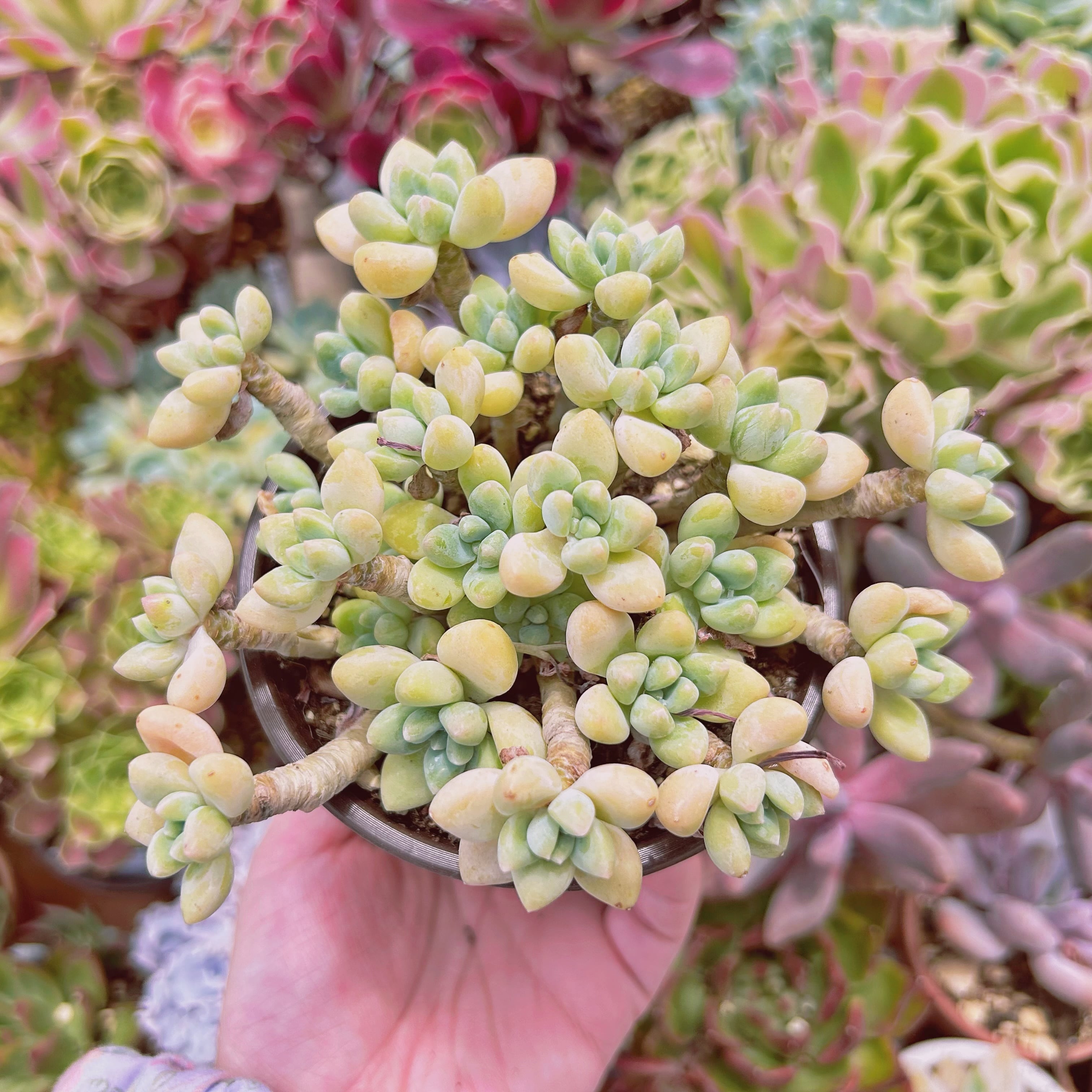 008現物 多肉植物 ホワイトケーキ 特大 抜き苗 | るる農園~多肉植物専門