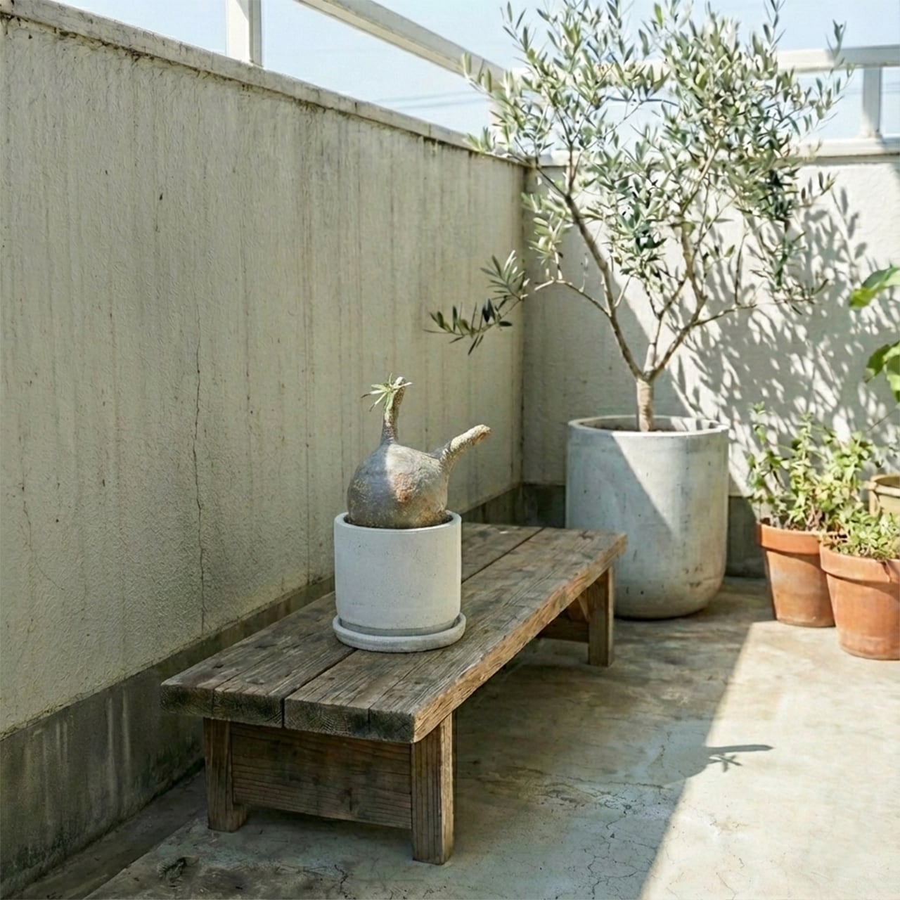 【胴回り32.5cm/発根済】パキポディウム グラキリス 圧倒的な存在感 モルタル鉢仕立て 本物志向のインテリアグリーン おしゃれ／虫の発生防止