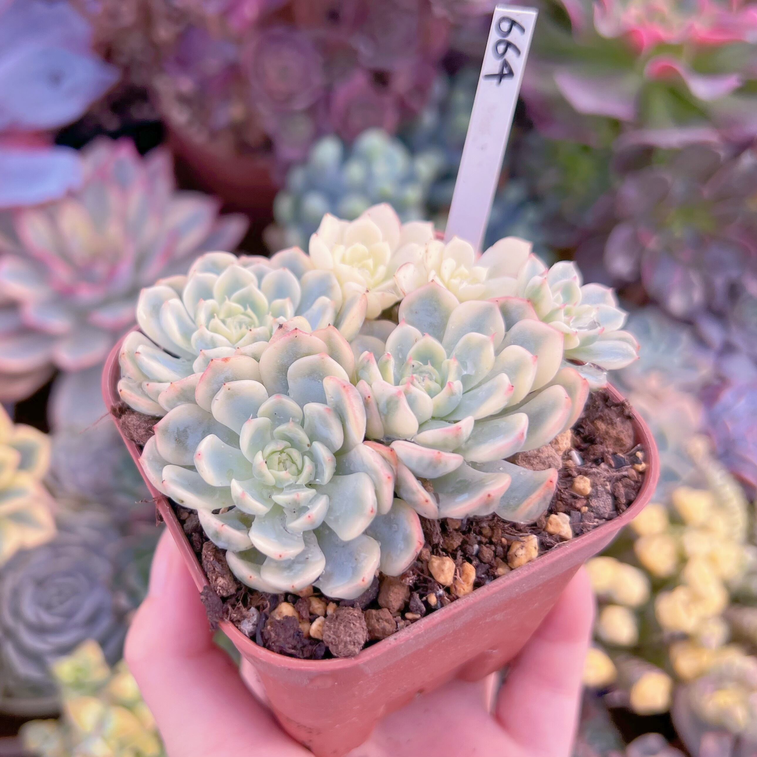 現品 ホワイトミニマ錦#664 群生 るる農園 | るる農園~多肉植物専門