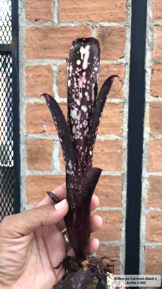 Billbergia Carrone’s Black x (Arriba x DM) 【artPLANTs】   タンクブロメリア/ビルベルギア