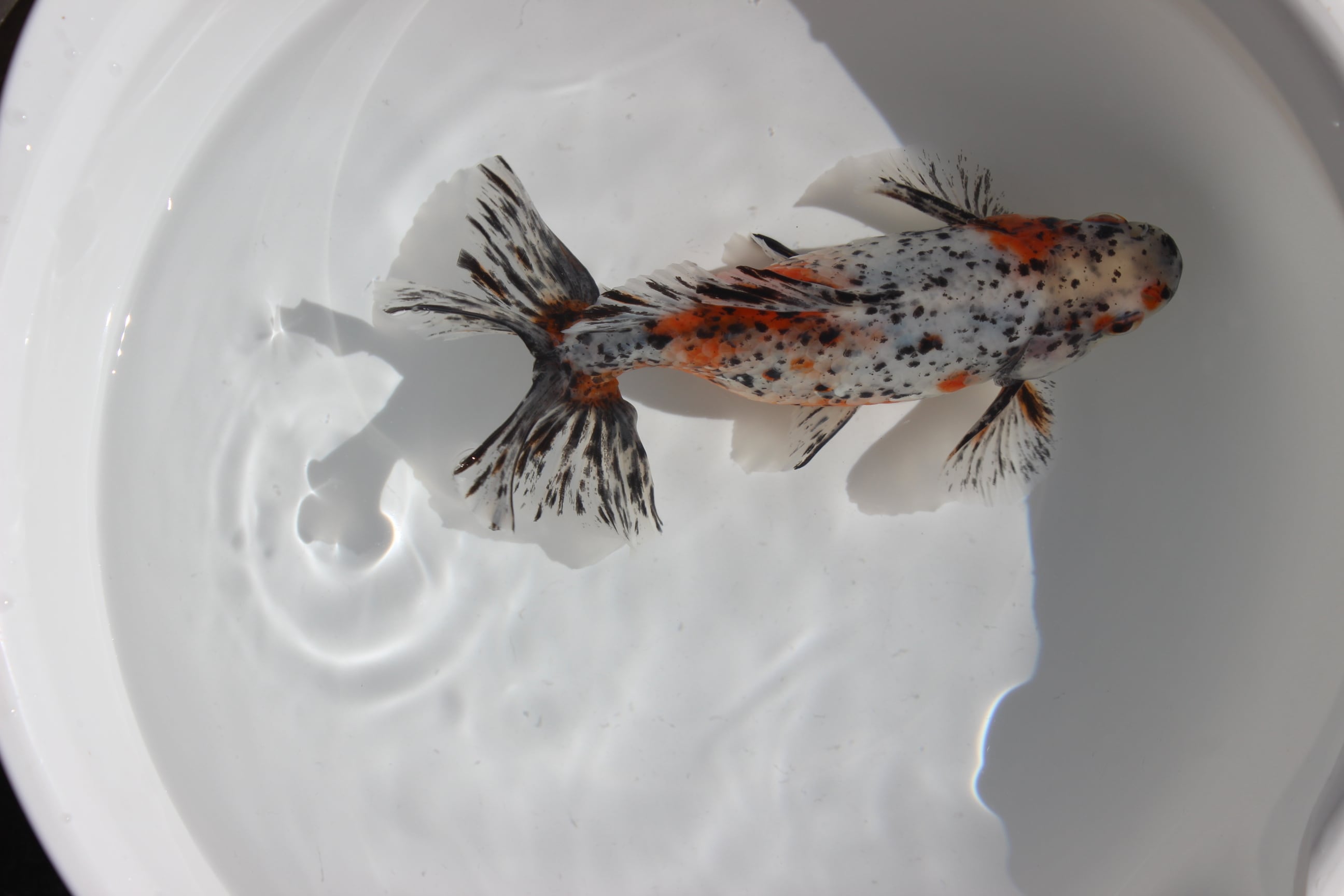 上物】志村養魚場産 三才 江戸地金 ＃1104-03 | 金魚専門店 和の美