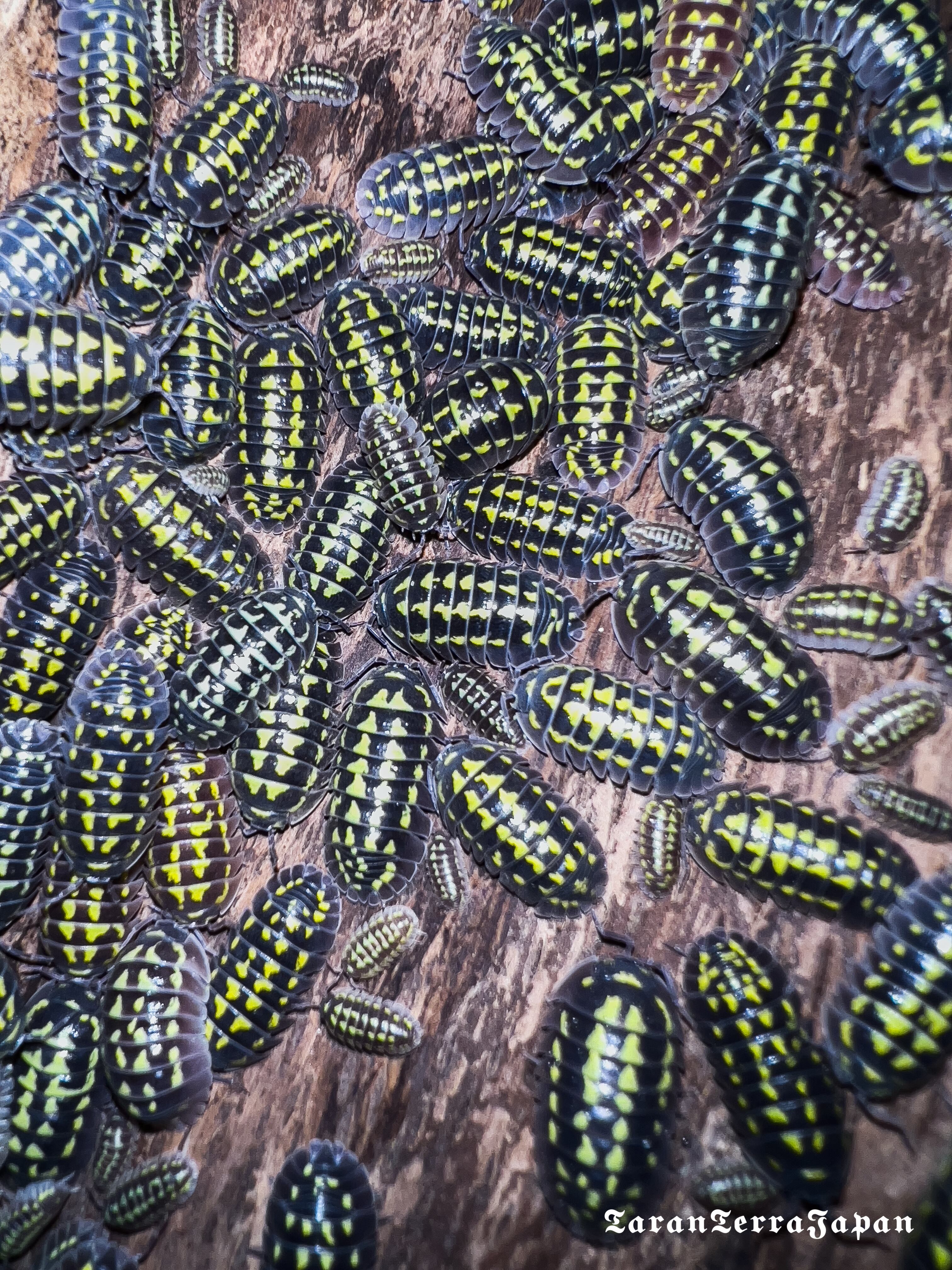 ペア売りです。Scolopendra paradoxa