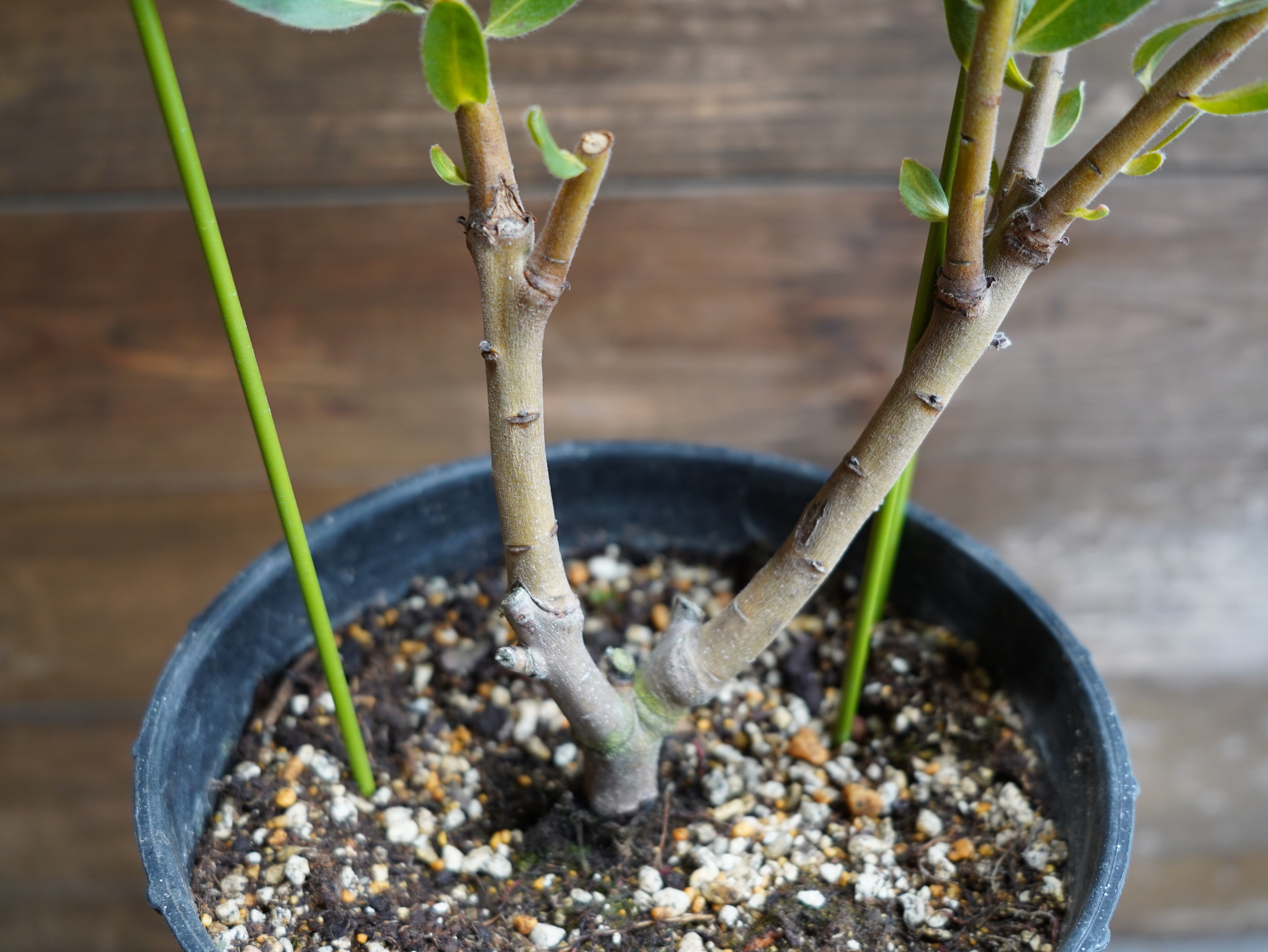 【現物】プロテア "オーストラリスアイス"