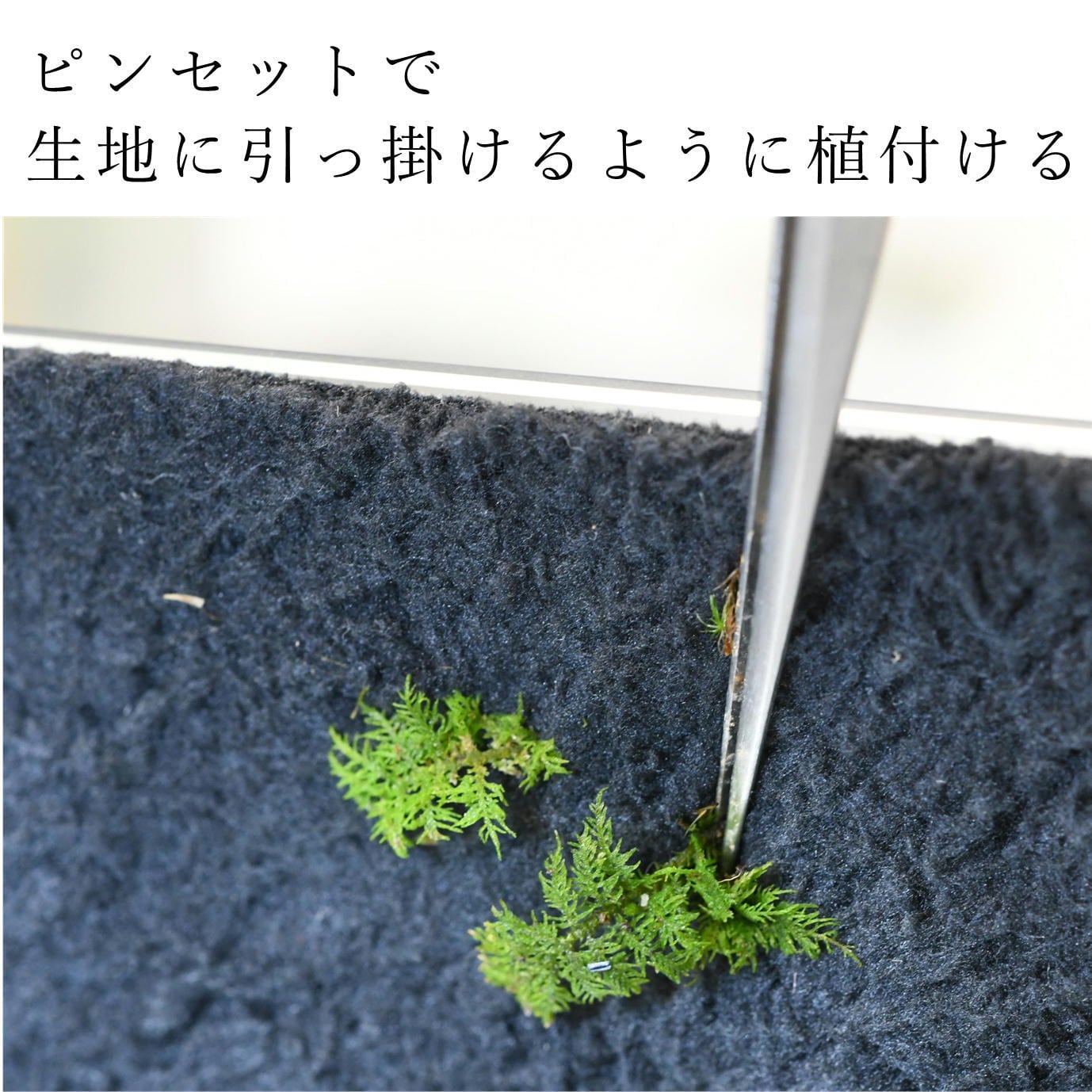 壁に生えるコケの表現に】活着君Sサイズ（30x24cm）◇植物を育てる