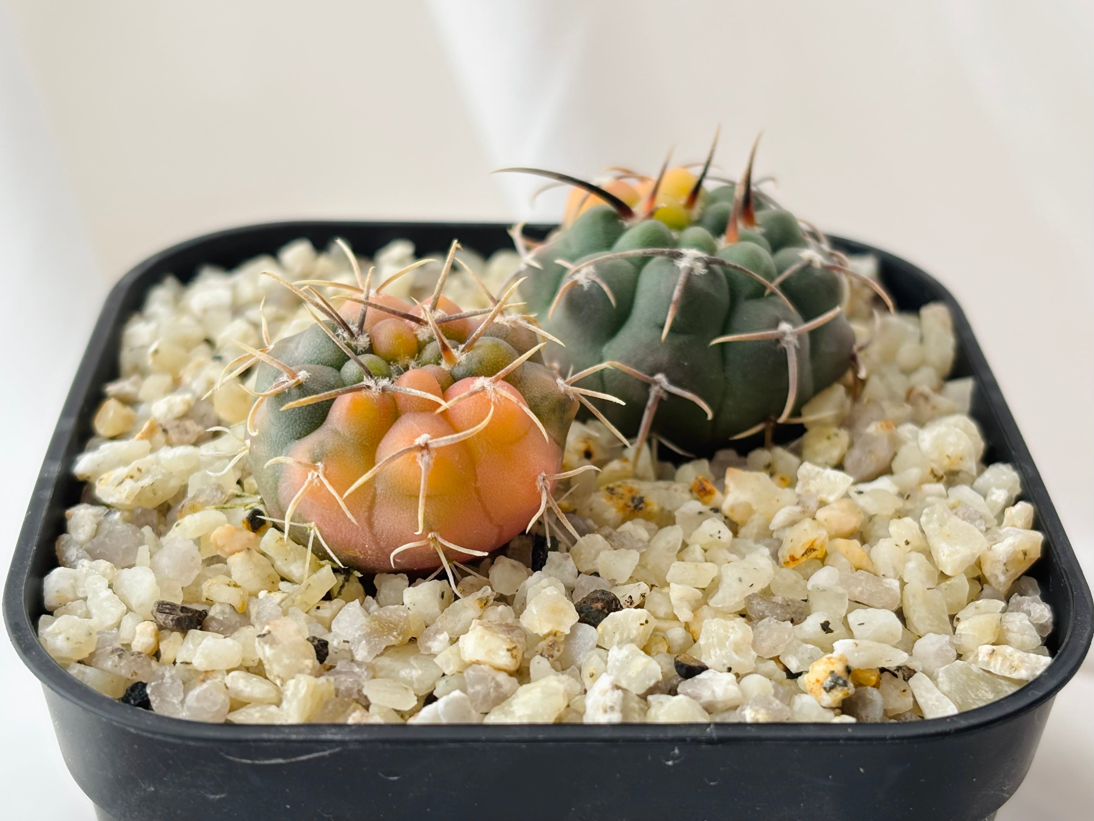 Gymnocalycium vatteri ギムノカリキウム バッテリー錦 サボテン