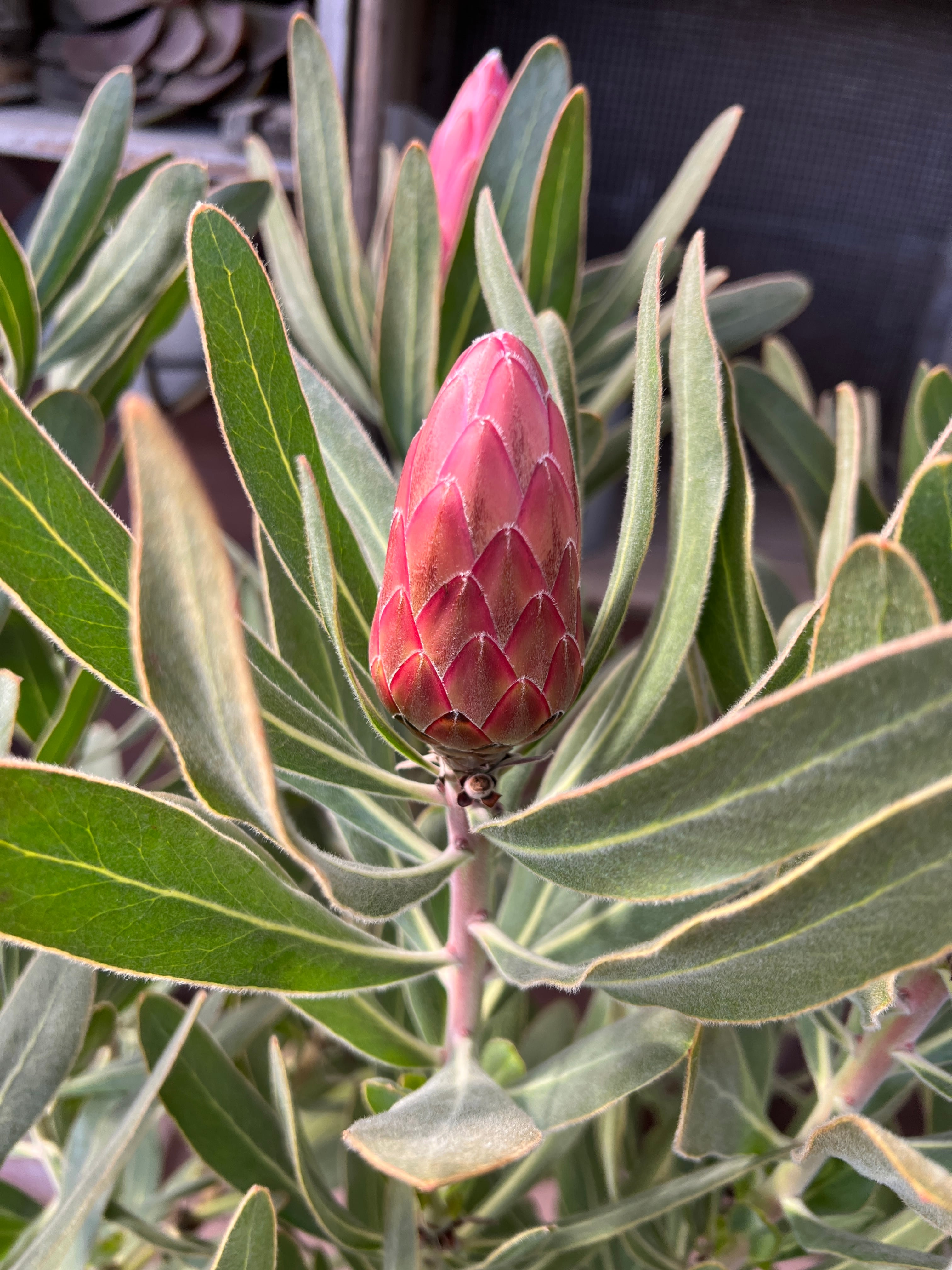 プロテア スペシャルピンクアイス 花:7個 | 沼ノ上農園