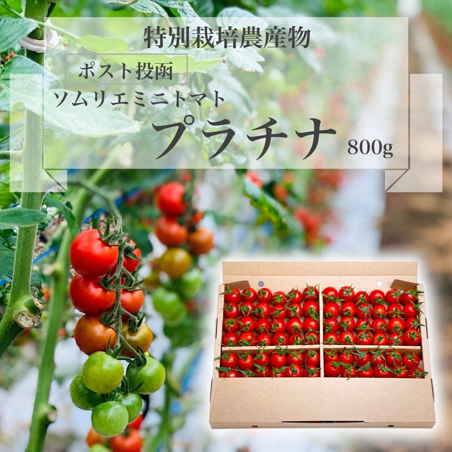大玉トマト・かれん (1箱24個入) | PAY ID