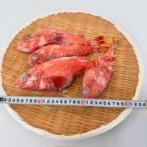 高級魚　冷凍キンキ　１ｋｇ（4～5尾）