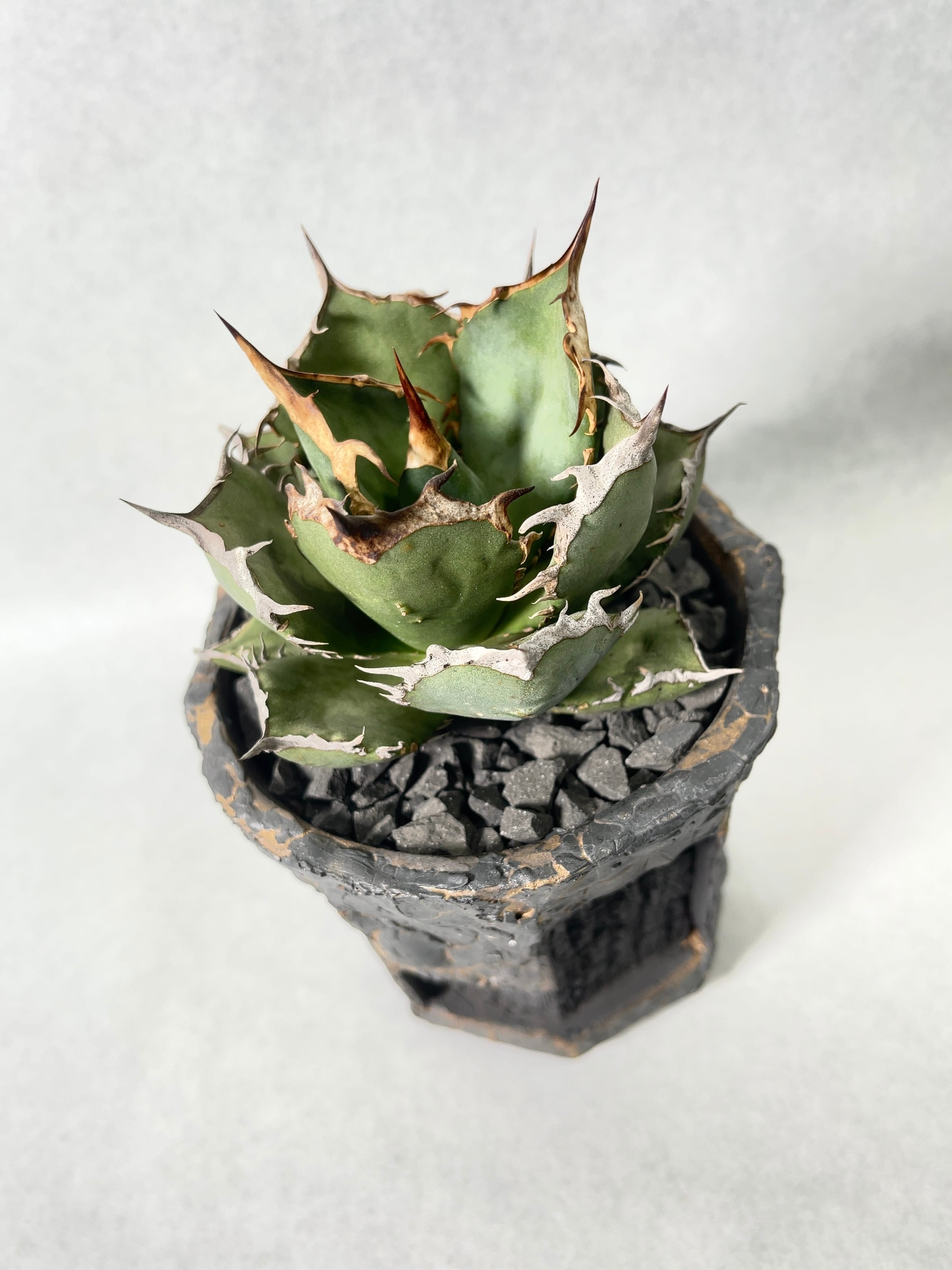 アガベ・烈焔 | trigger