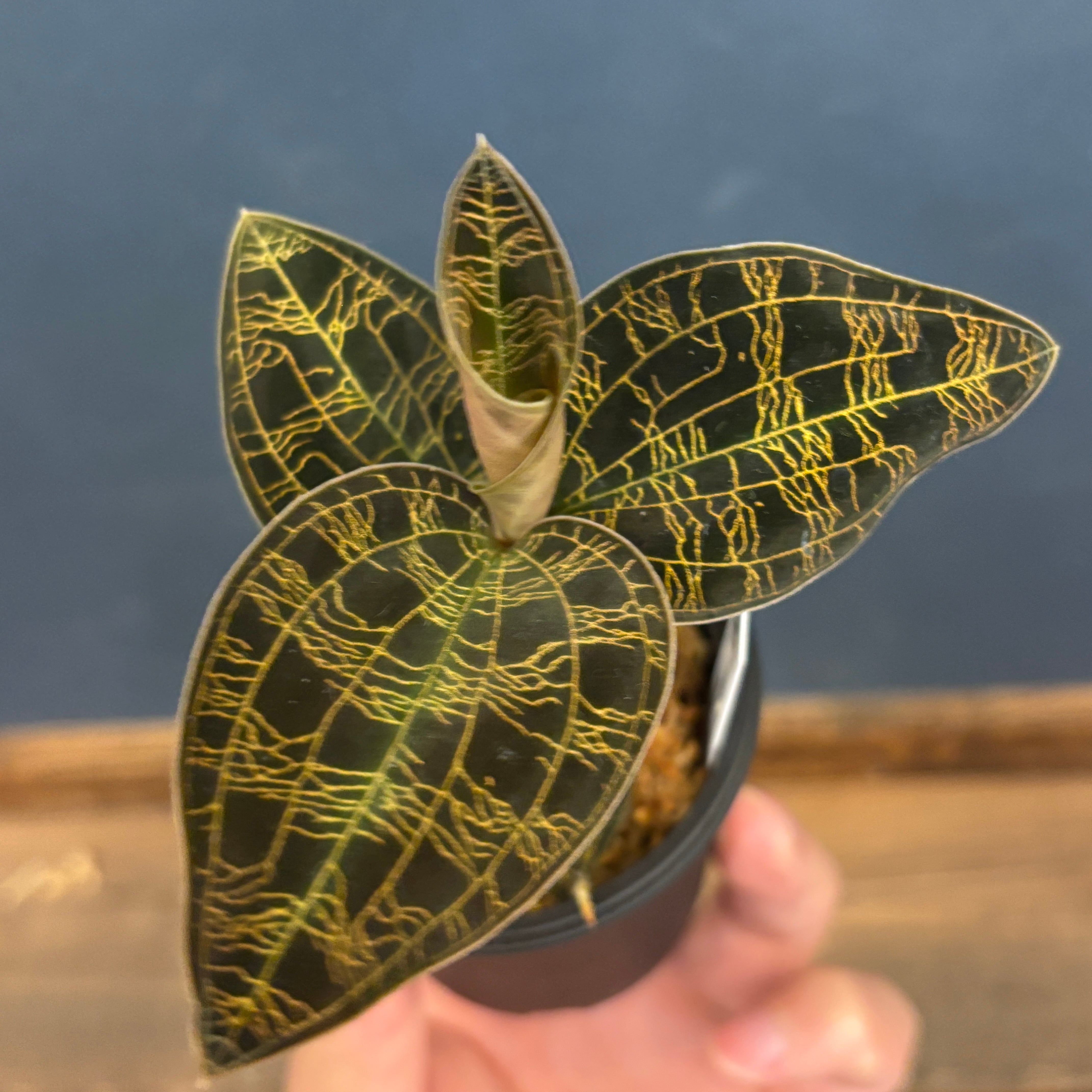 ビカクシダ　ワンダエドワーフ　'Dwarf & Curling'　コルク付けB ビカクシダ ワンダエドワーフ 'Dwarf & Curling' コルク付けB