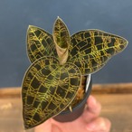 ジュエルオーキッド マコデスペトラ black type【344】