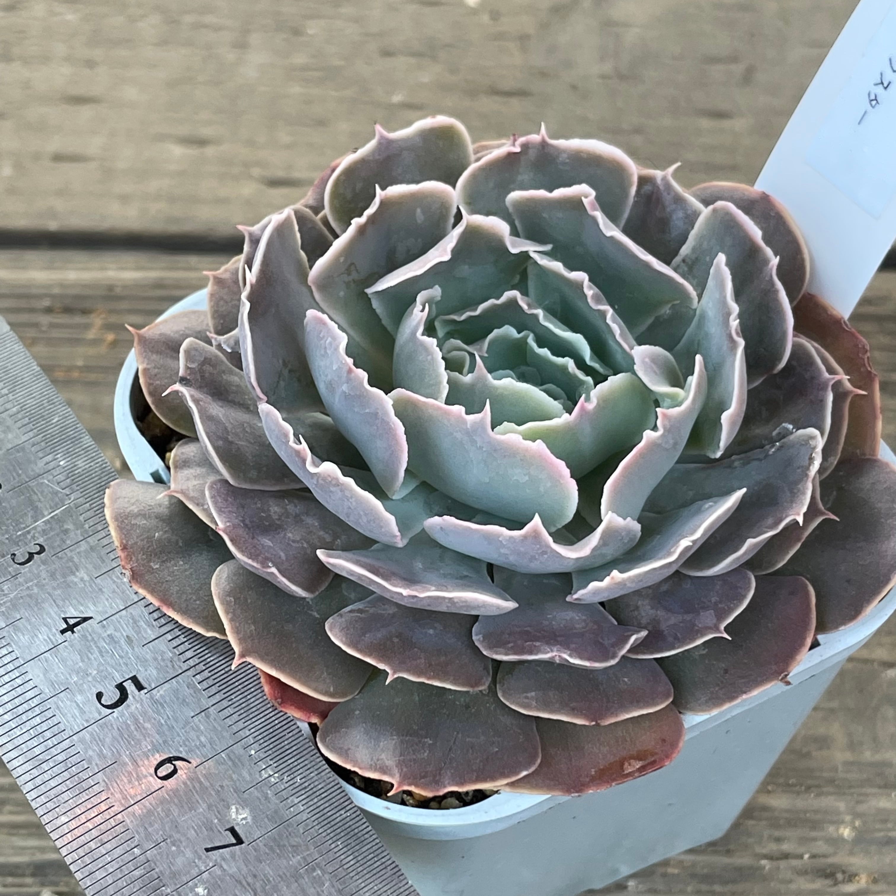 ピンクスター | RuPo 多肉植物専門店