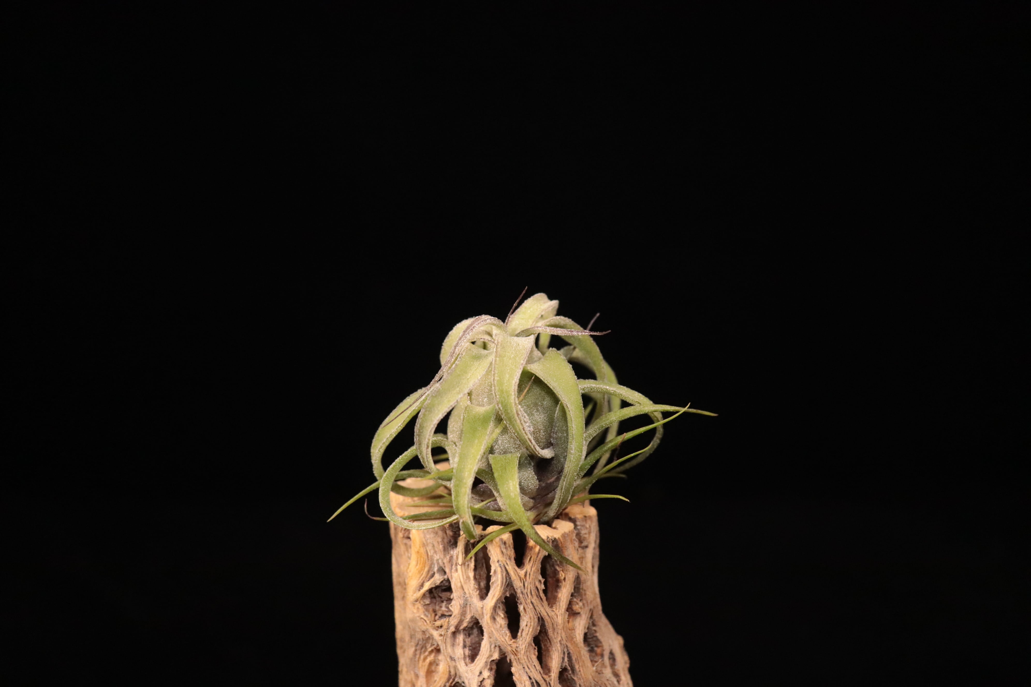 reserved】streptophylla 'Mexico' × streptophylla Red Form 8262