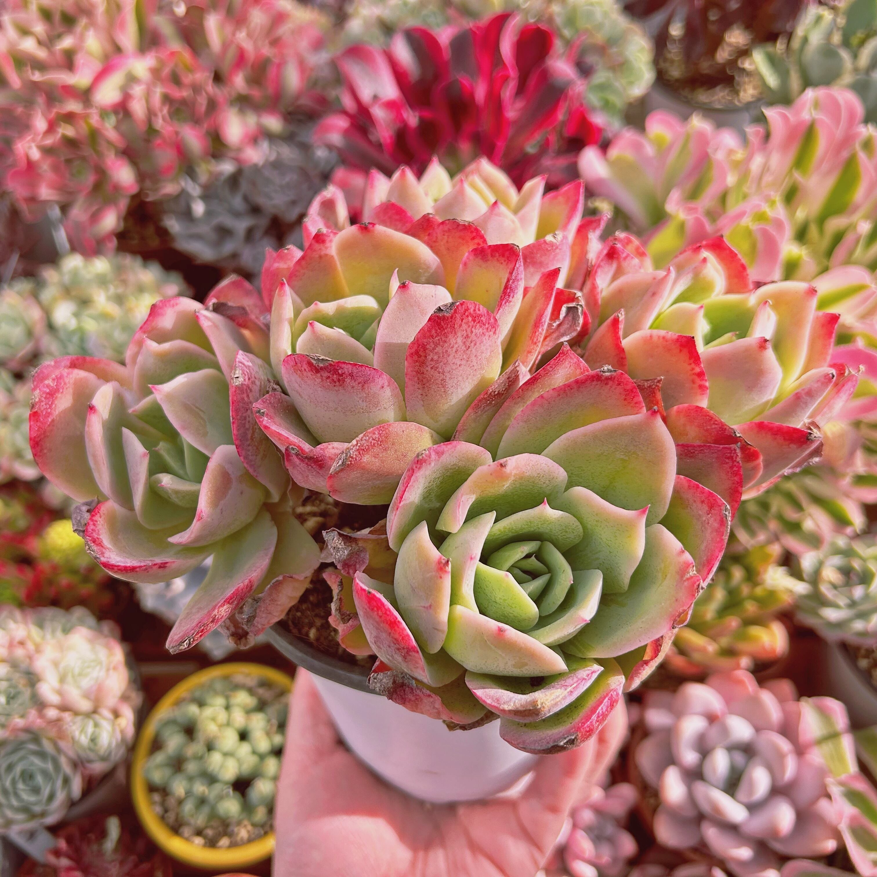 エケベリア echeveria デニムパンツ インディゴ サイズ：1 フランネル 