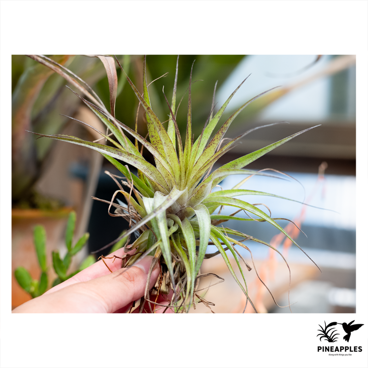 Tillandsia geminiflora From TI - 2