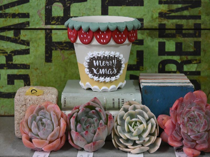 RR-2 抽選販売 るるがくはんどめいどさんリメ鉢2.5号＋抜き苗のセット