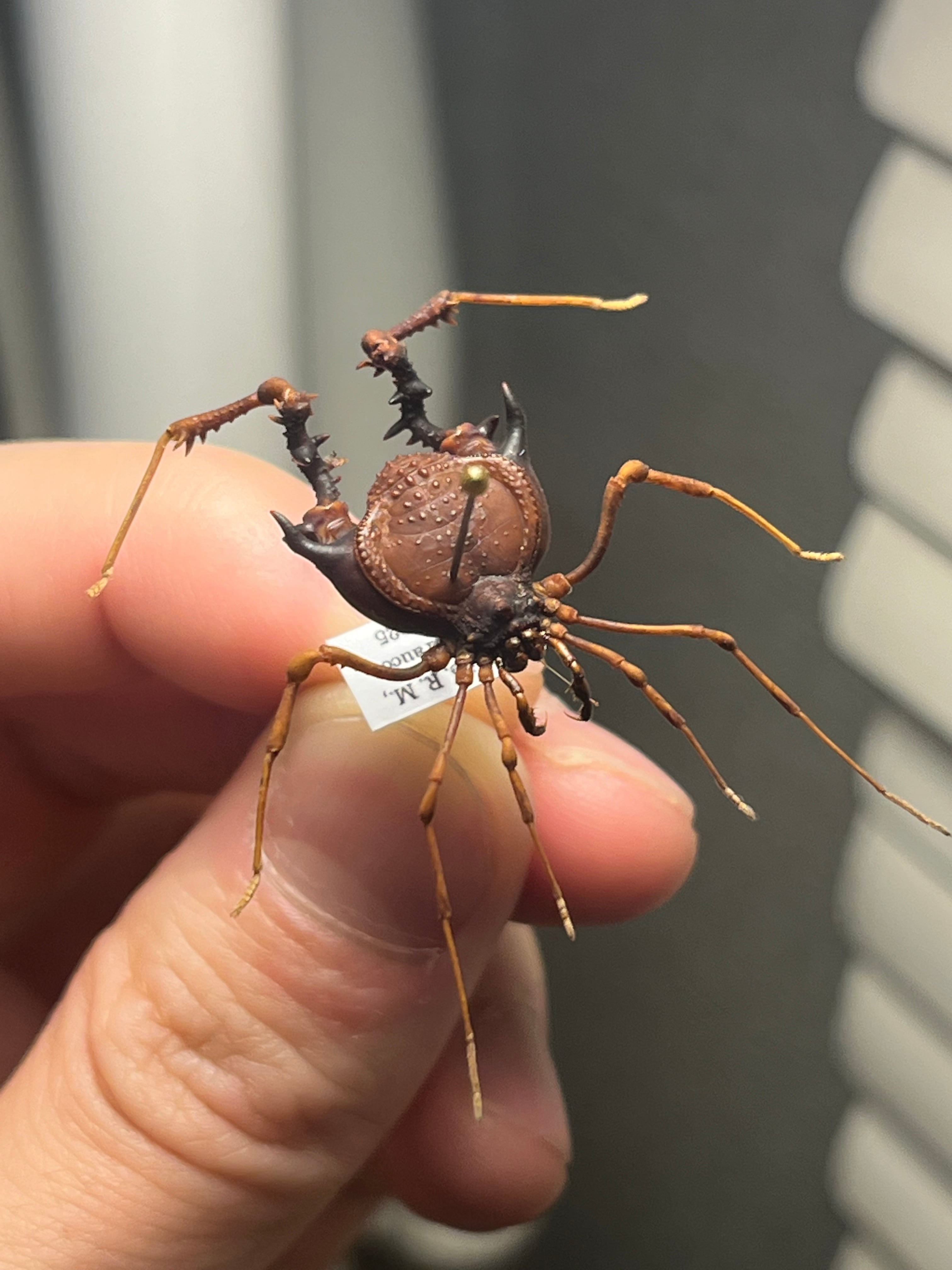 昆虫標本　チリザトウムシ 標本】ネッタイアカザトウムシ スネブトザトウムシ ネッタイザトウムシ