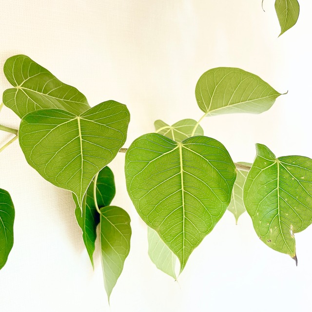 《希少》フィカス ランフィ 曲がり Lサイズ 観葉植物 calm cafe