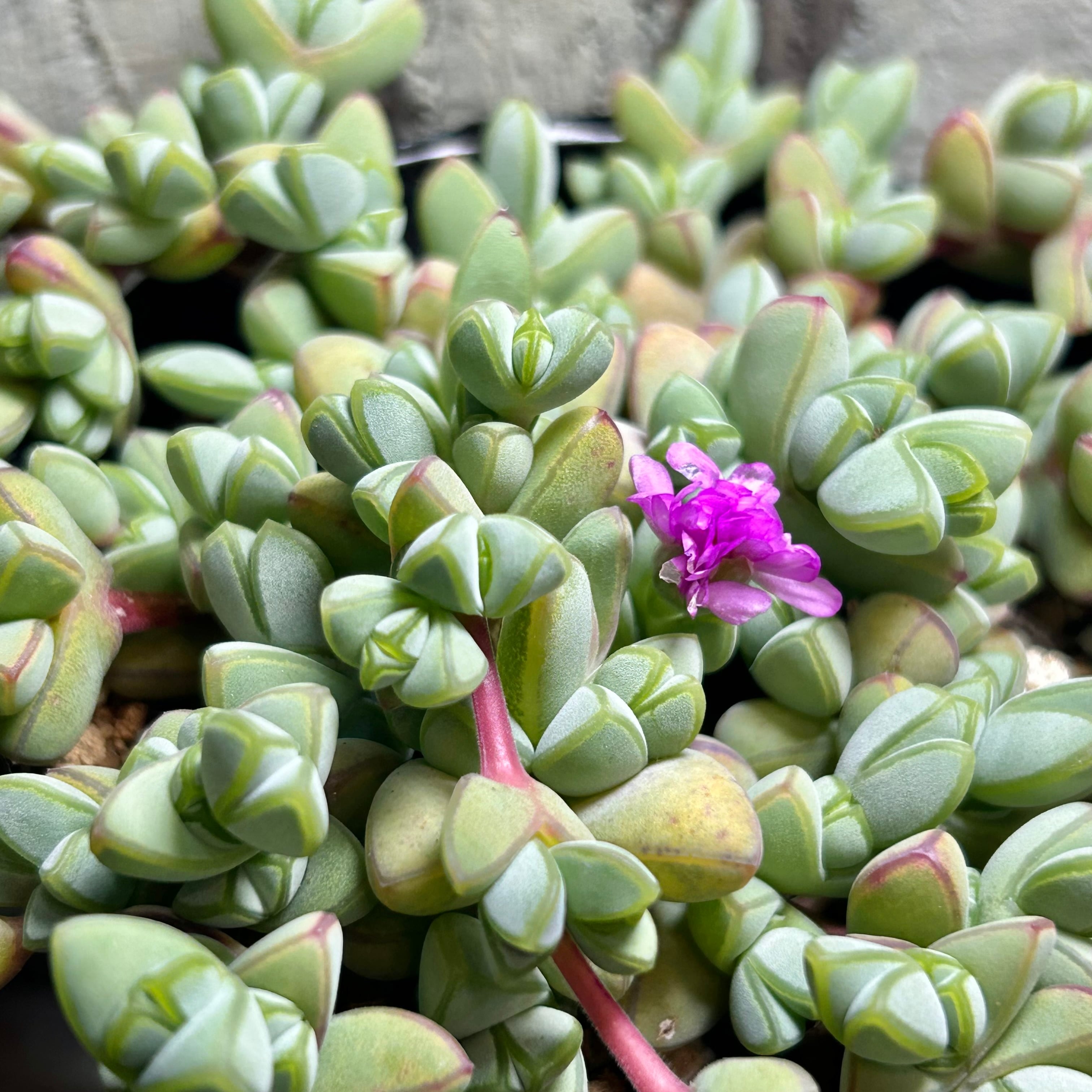 碧魚連 | RuPo 多肉植物専門店