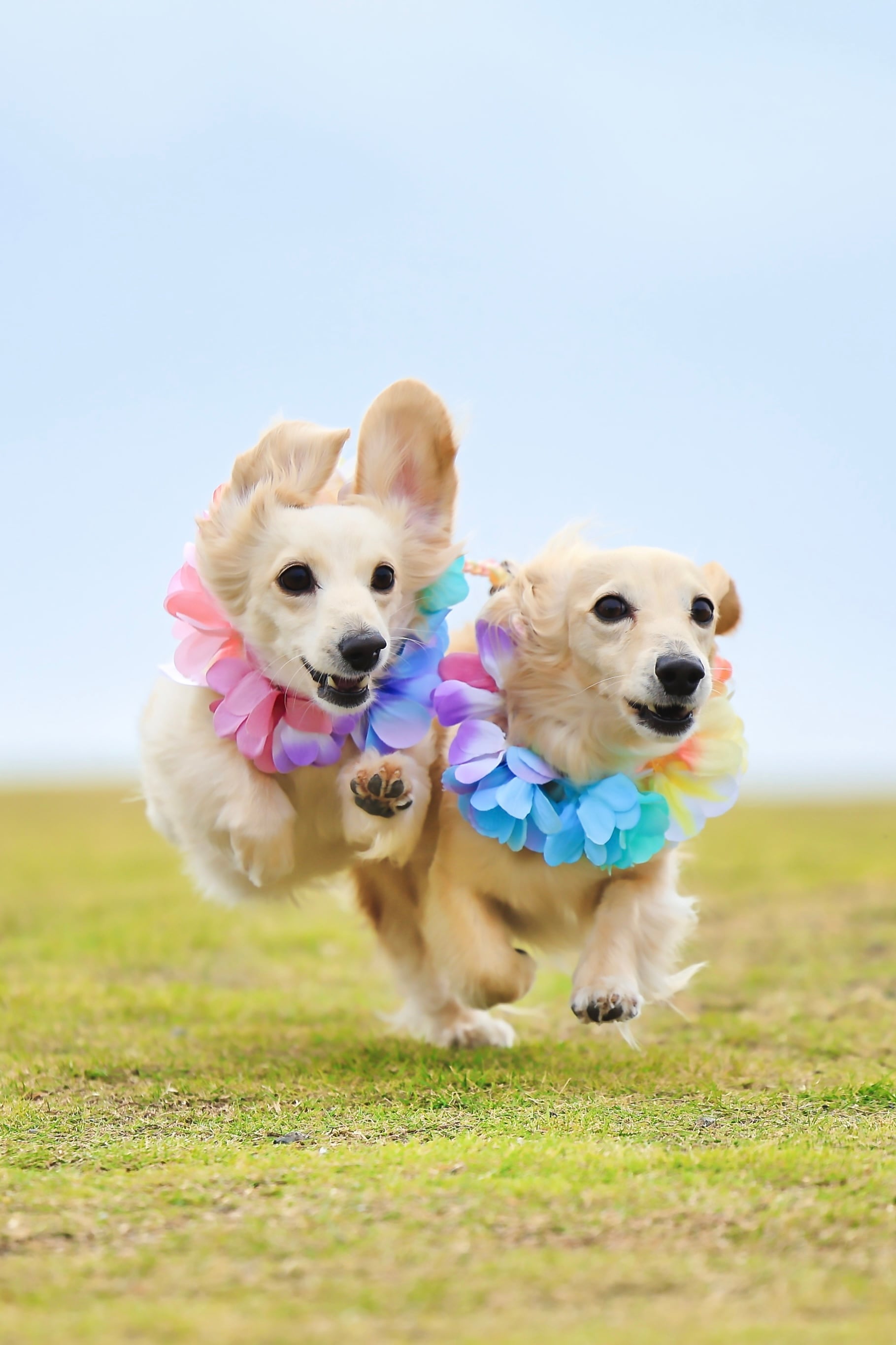 アロハレインボー