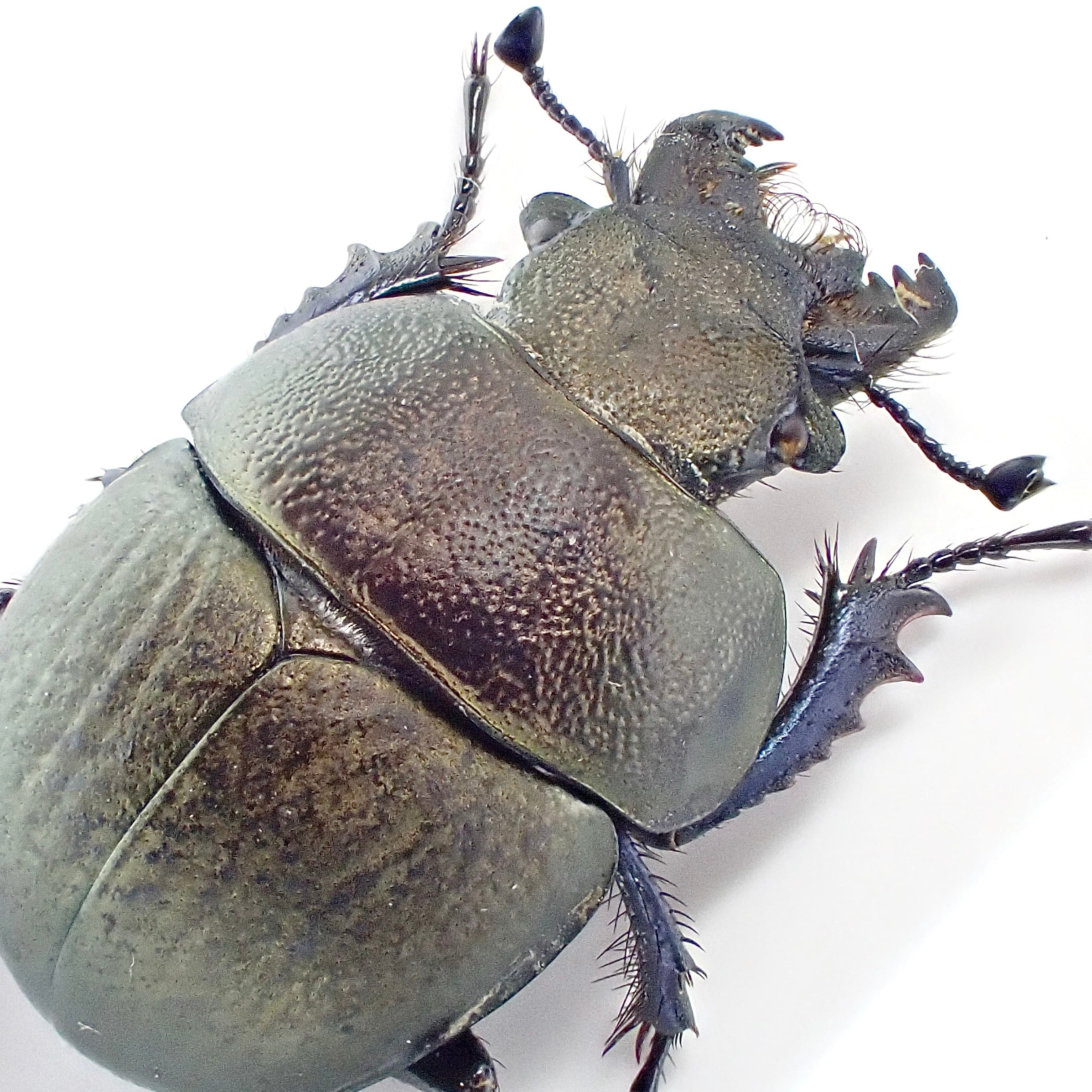 【大型】パルナシウス・アポロ（メス、カザフスタン産） カザフスタン産 Lethrus microbuccis ♂♀ 14mm/12mm | 昆虫標本