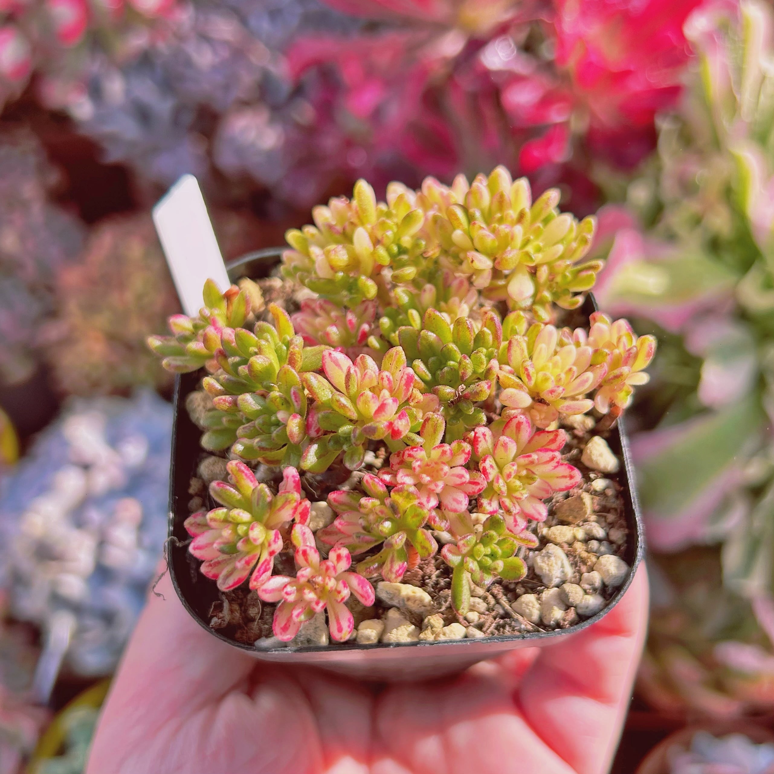 #560現物　多肉植物　小人祭り錦　抜き苗
