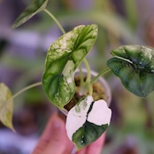 Alocasia dragon scale varigated④│アロカシア ドラゴンスケール 斑入│観葉植物