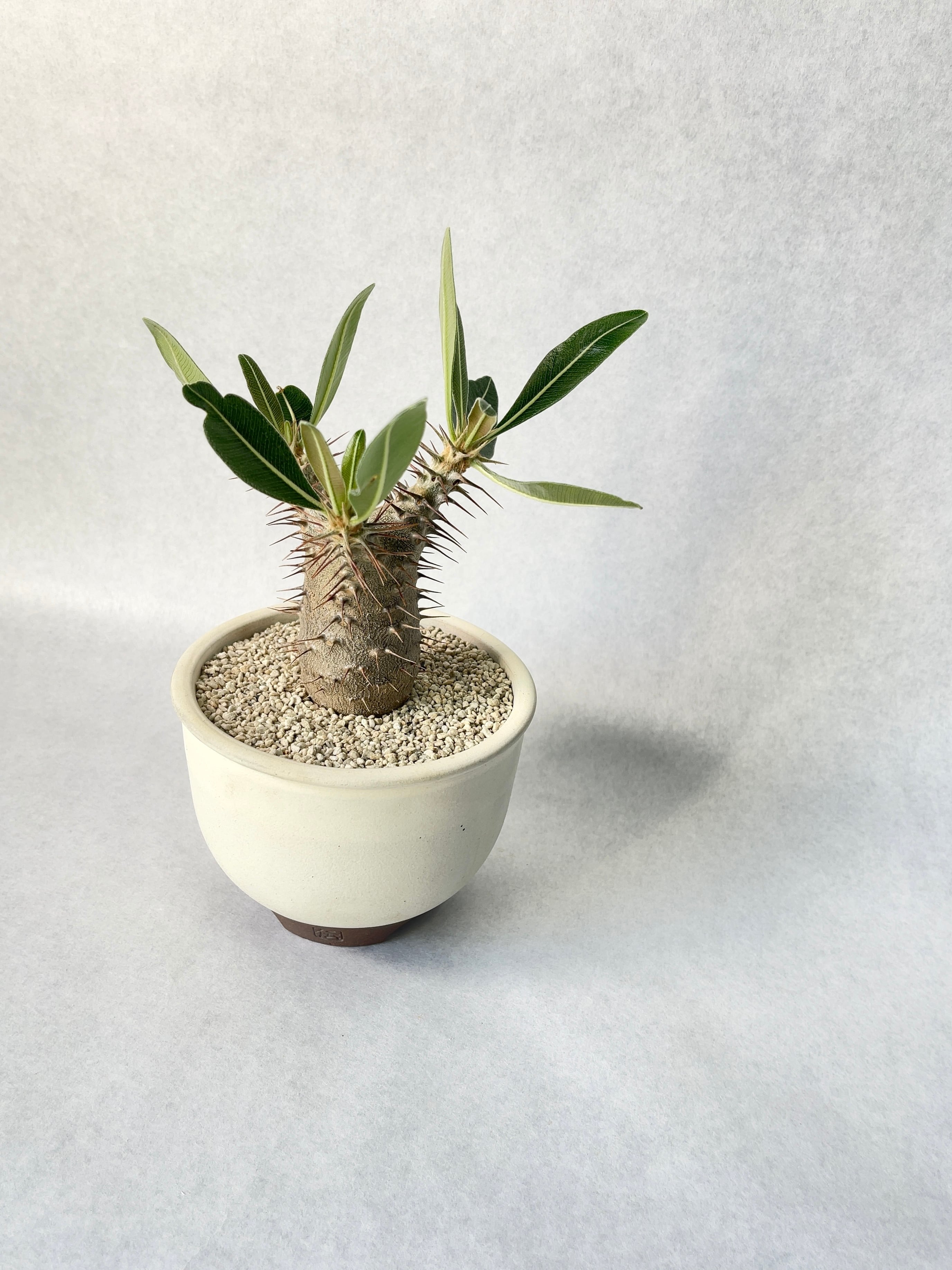 パキポディウム カクチペス鉢込◾️ボタナイズSHO-DO 塊根植物 パキポディウム カクチペス鉢込◾️ボタナイズSHO-DO 塊根植物 【公式