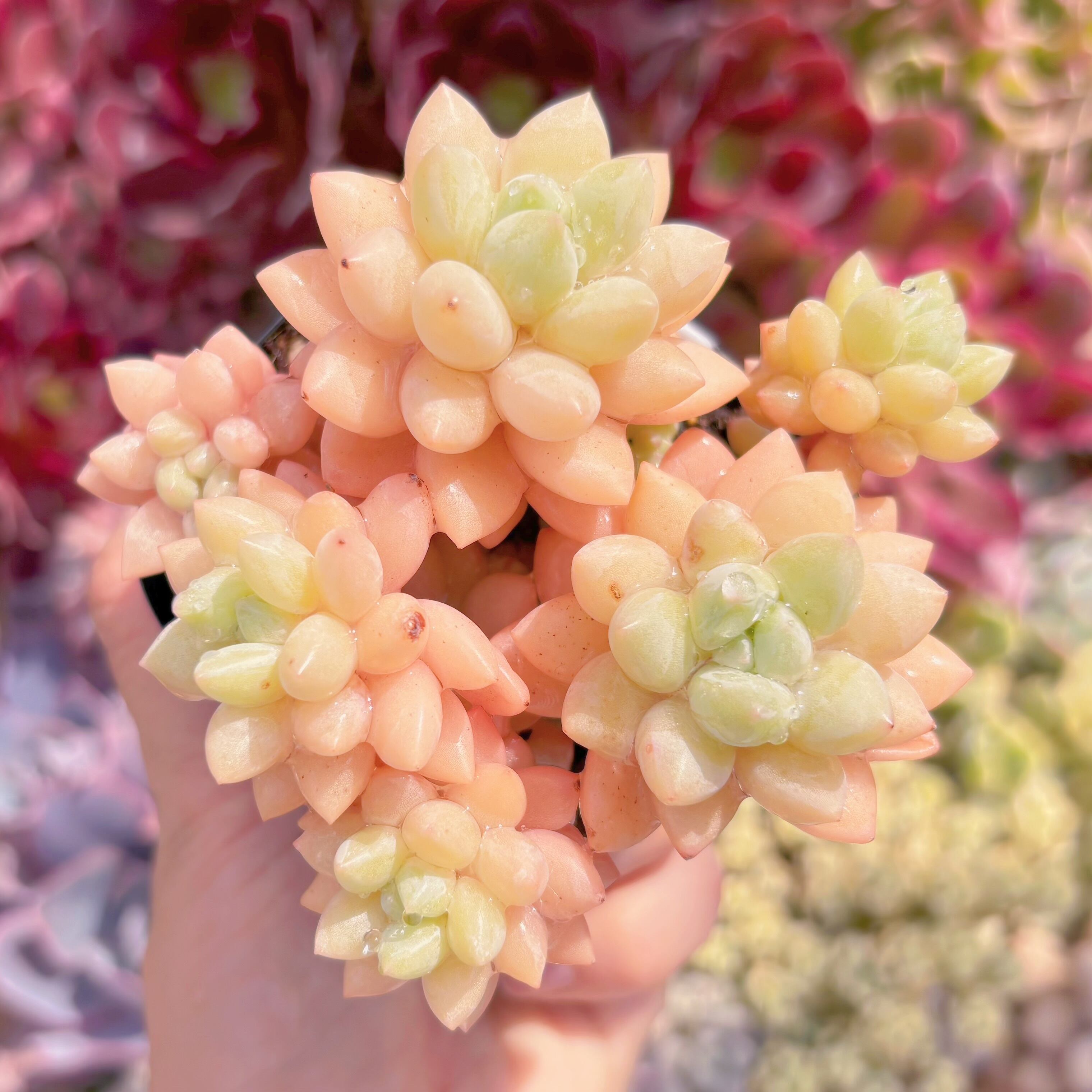 現品　ピンクパールsp#B52　るる農園