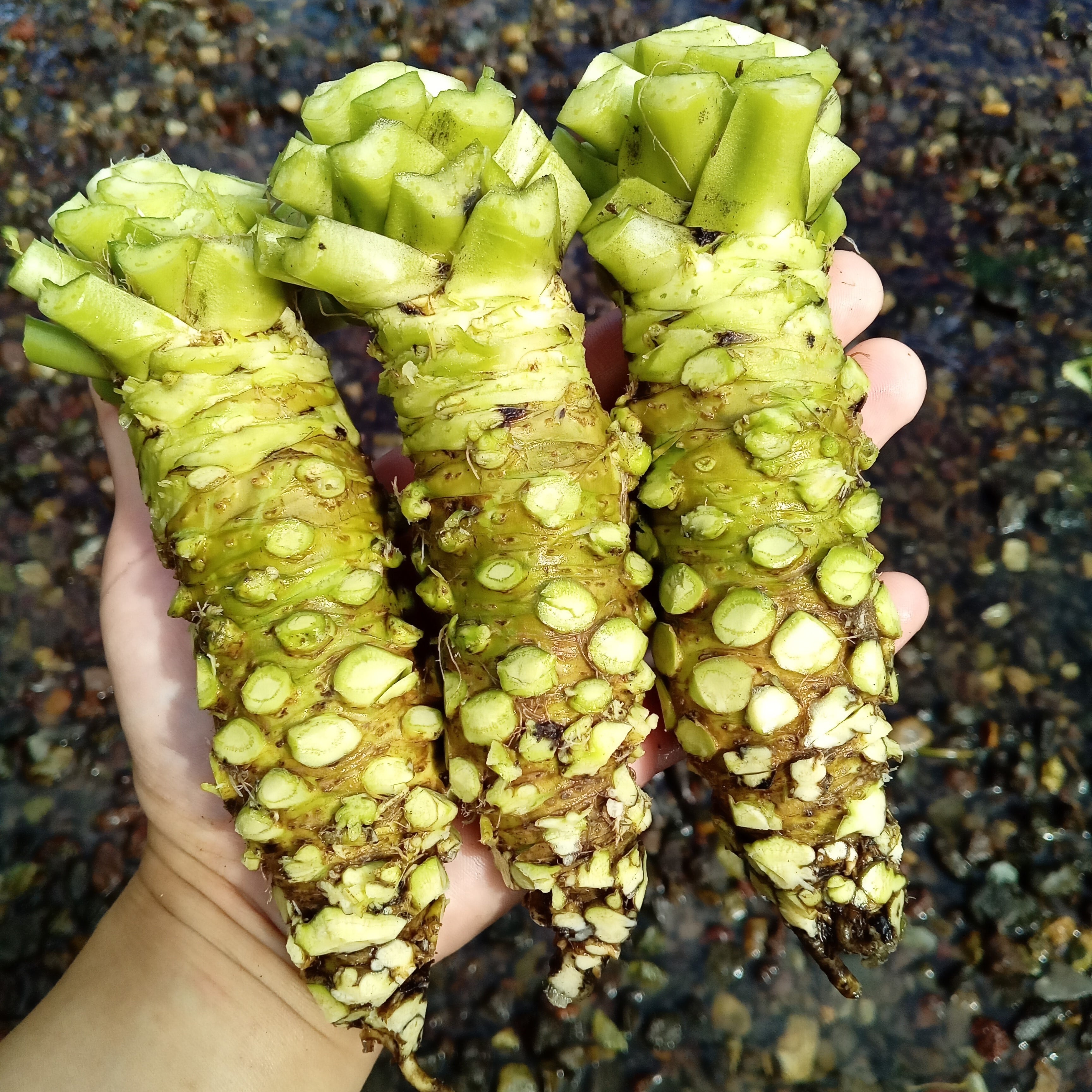 本わさび1kg | 北村わさび