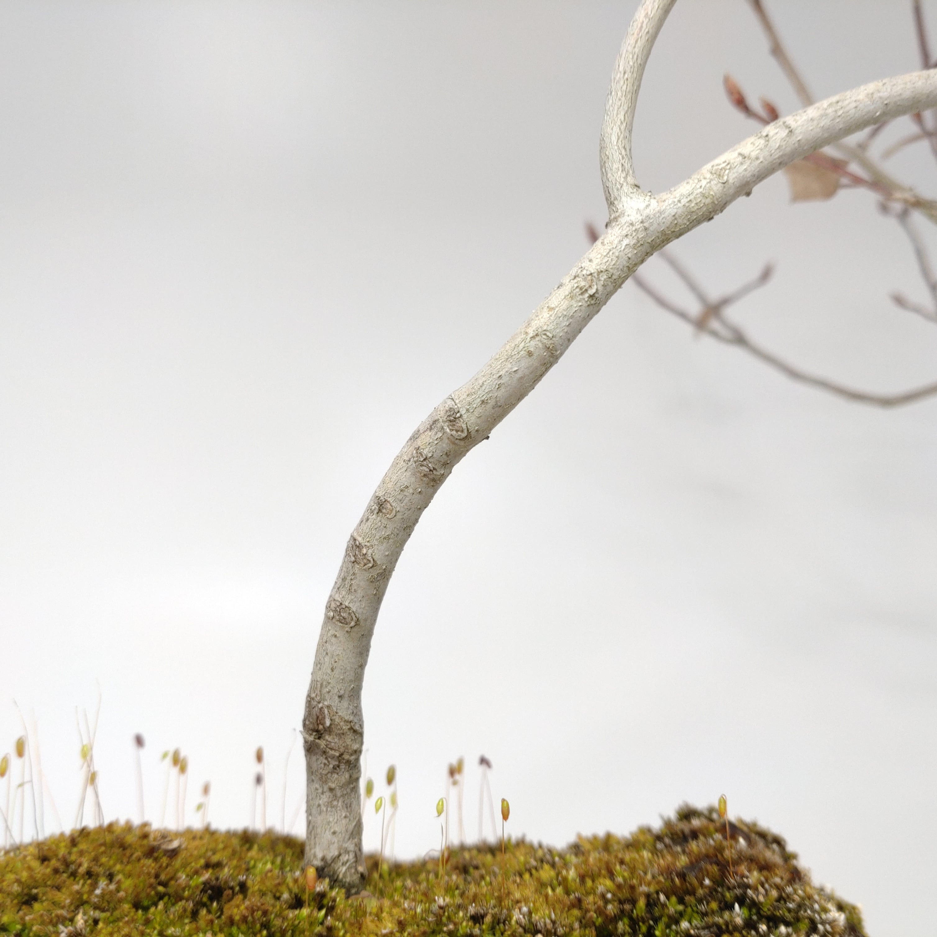 ヤマコウバシ盆栽 SS016 | 盆栽創【Bonsaisou】