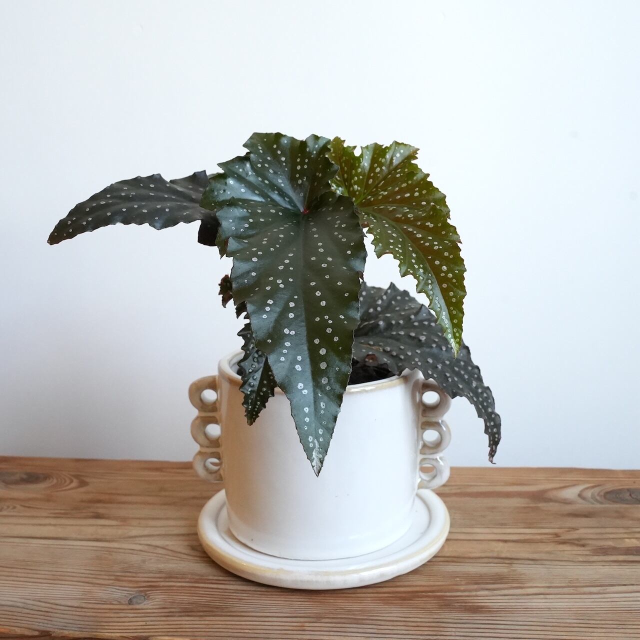 送料込み】観葉植物 ベゴニア リトルミスマメイ 4号サイズ 陶器鉢