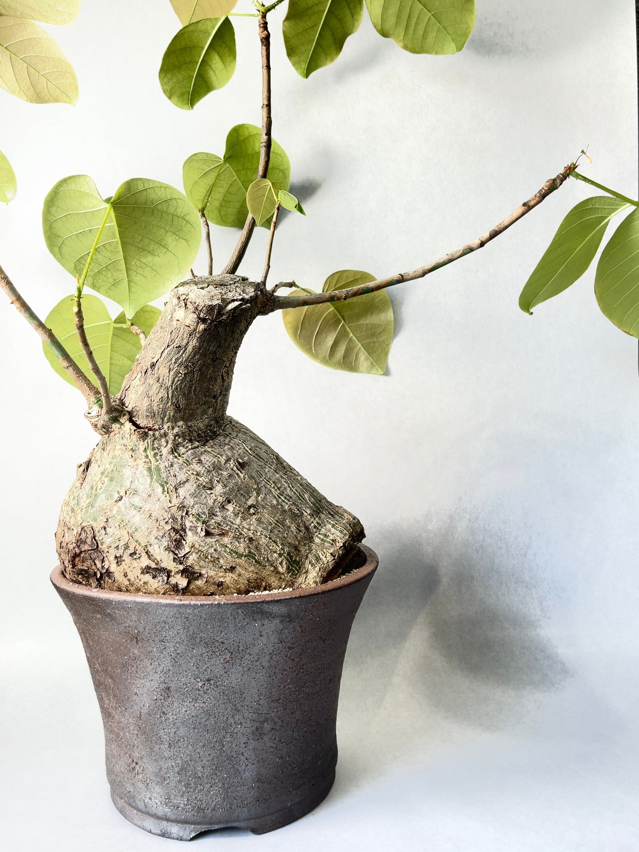 プセウドボンバックス・エリプティクム | trigger