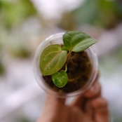 Anthurium Carlablackiae/アンスリウムカーラブラッキアエ④│観葉植物