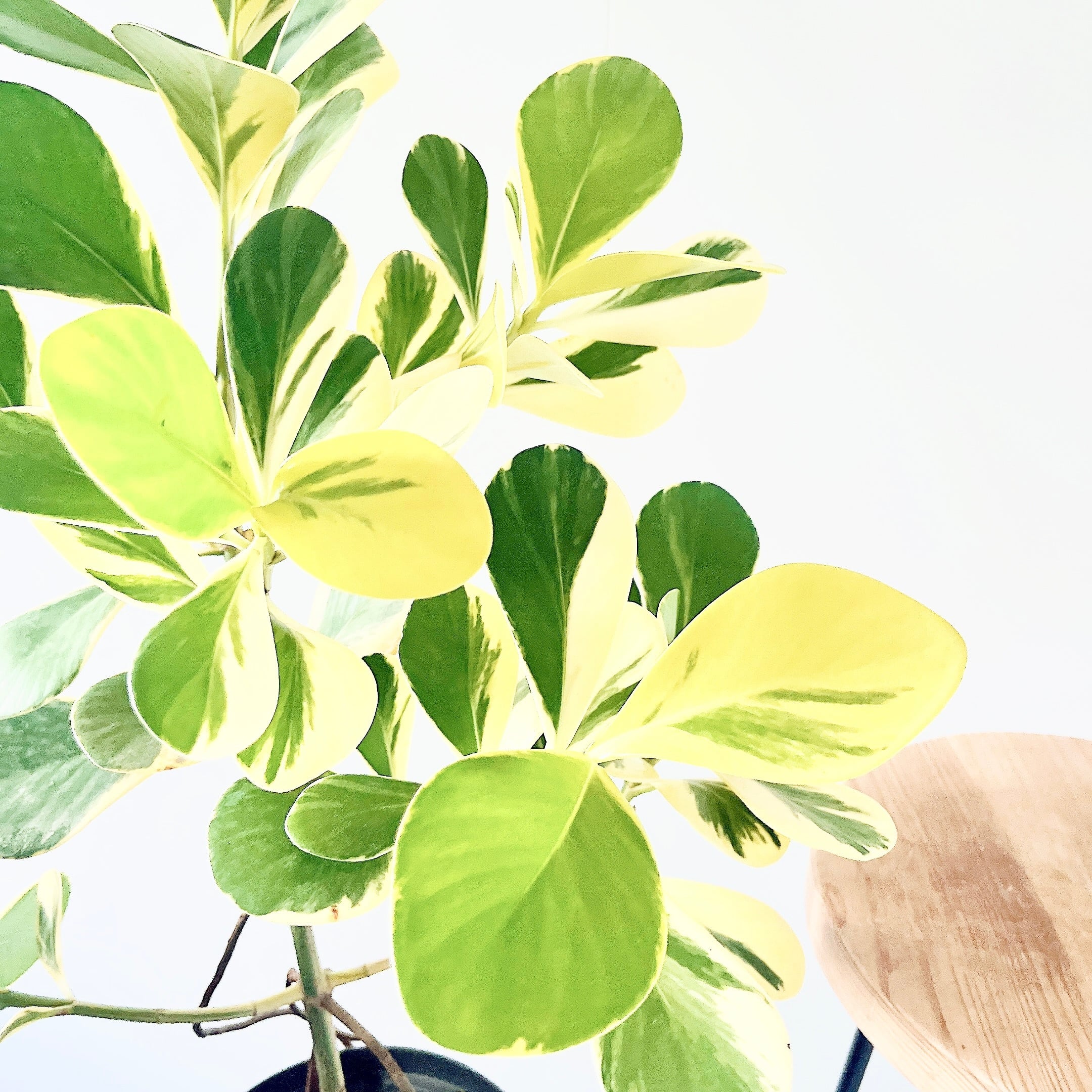 クルシアロゼアプリンセス 初めての方にもおすすめ 観葉植物 calm cafe クルシアロゼアプリンセス 初めての方にもおすすめ 観葉植物 calm cafe