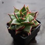 選べる抜き苗 アガボイデス エボニー 実生 Echeveria agavoides 'Evony'